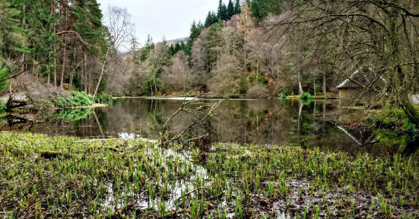 Out in Faskally Wood

www.jdwphotography.net

#sonyalpha #photography #wanderlust #scotlandshots #nature