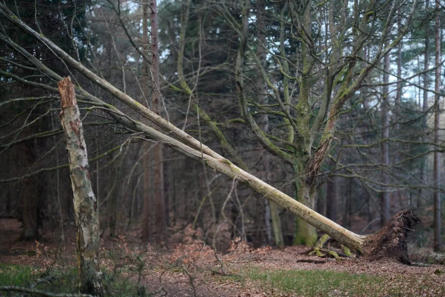 Something in the way... Perfectly still propped up to not obstruct the path though - very courteous.

www.jdwphotography.net

#sonyalpha #photography #nature #wanderlust #landscapephotography