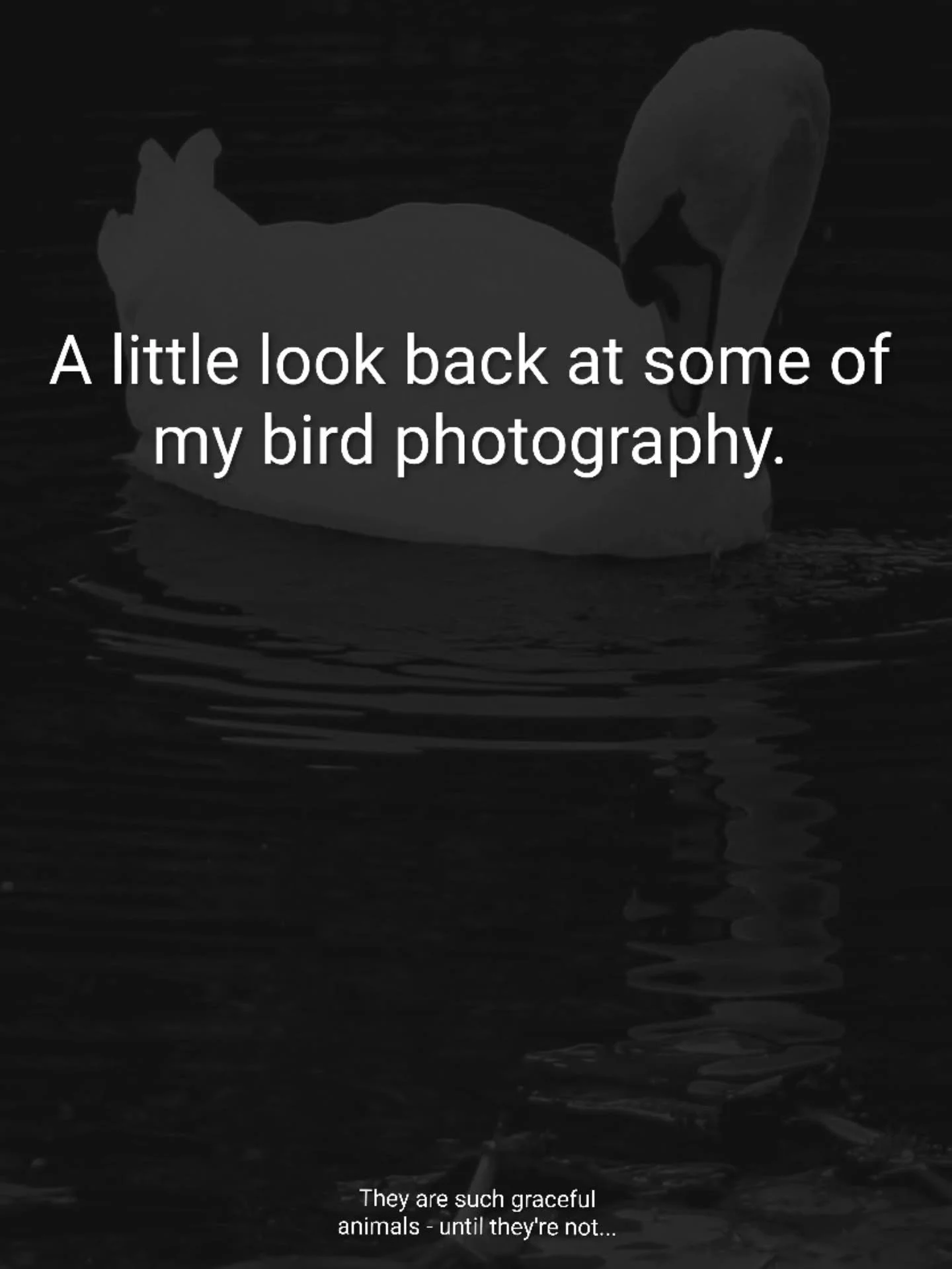 Often they seem to complement my landscapes with the rush of motion across the sky. But it's always fun to make them the subject of photography too.

www.jdwphotography.net

#sonyalpha #bird #birdphotography #nature #scottishphotographer