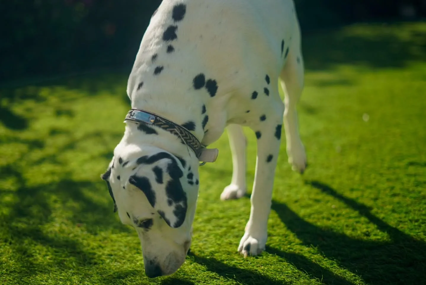 Kira just could not care less about the camera - a natural. One of a few pictures taken of the dogs over the weekend.

www.jdwphotography.net

#sonyalpha #dogsofinstagram #photography #dog #dalmatian