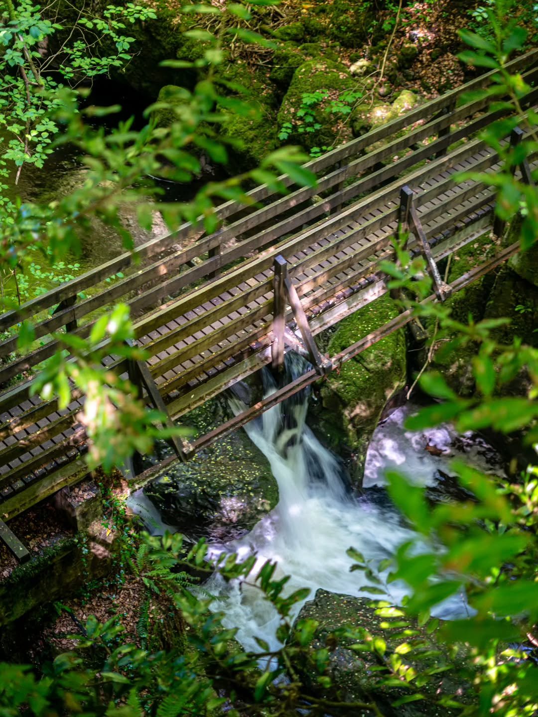 Looking out across the walk way at the Rumbling Bridge. The first of a few pictures taken when out for a wander. 

Love the way that the light, the water and lush flora all interact.

www.jdwphotography.net

Prints for sale starting at &pound;30 : ht