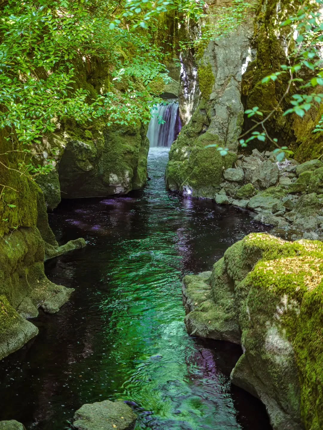 Looking through to the waterfall. So many perfect little views on this walk.

www.jdwphotography.net

#sonyalpha #water #waterfall #visitscotland #wanderlust