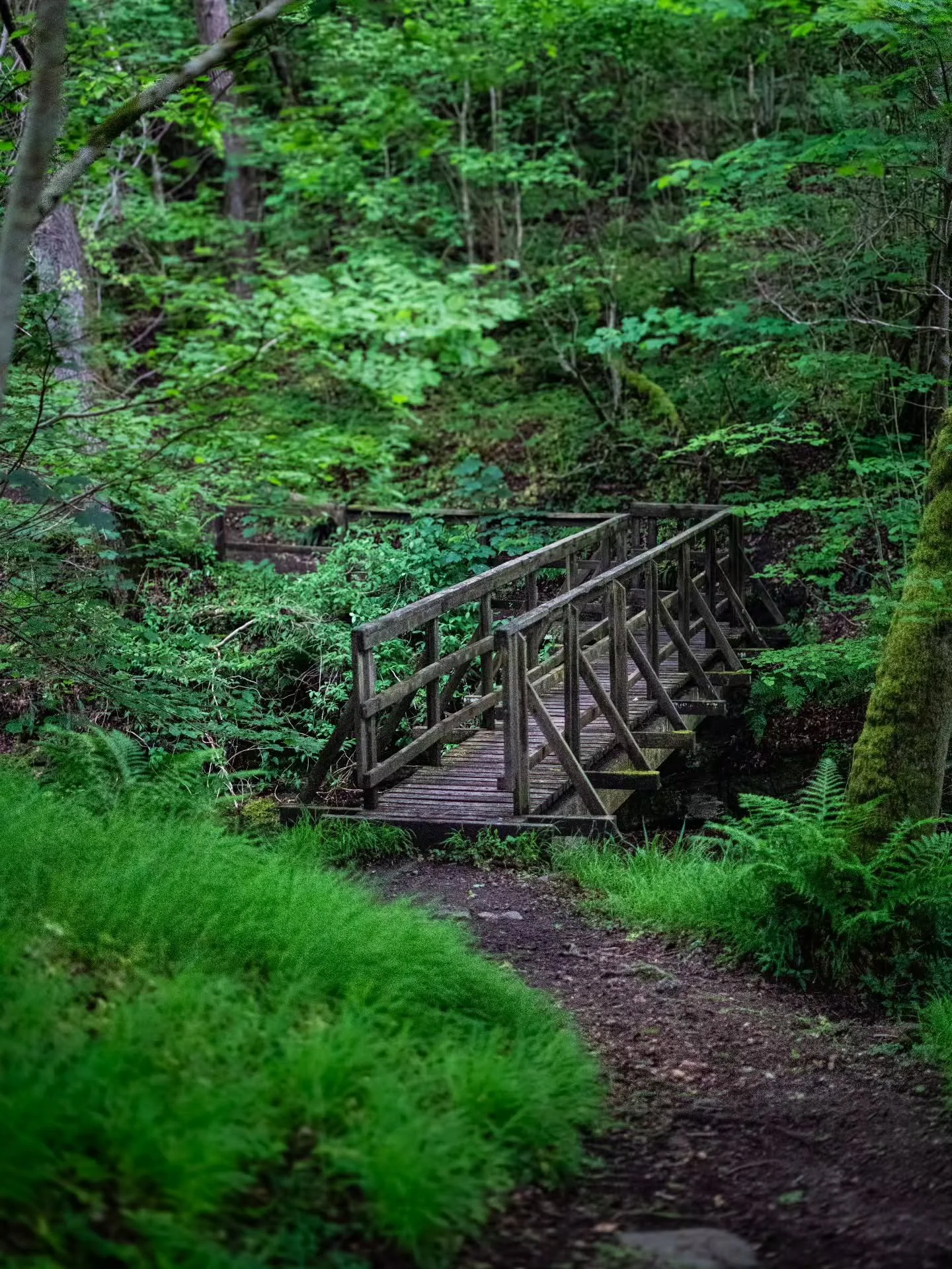 On a walk out by Pitlochry, heading up past the waterfall.

www.jdwphotography.net

#sonyalpha #bridge #flora #wanderlust #nature