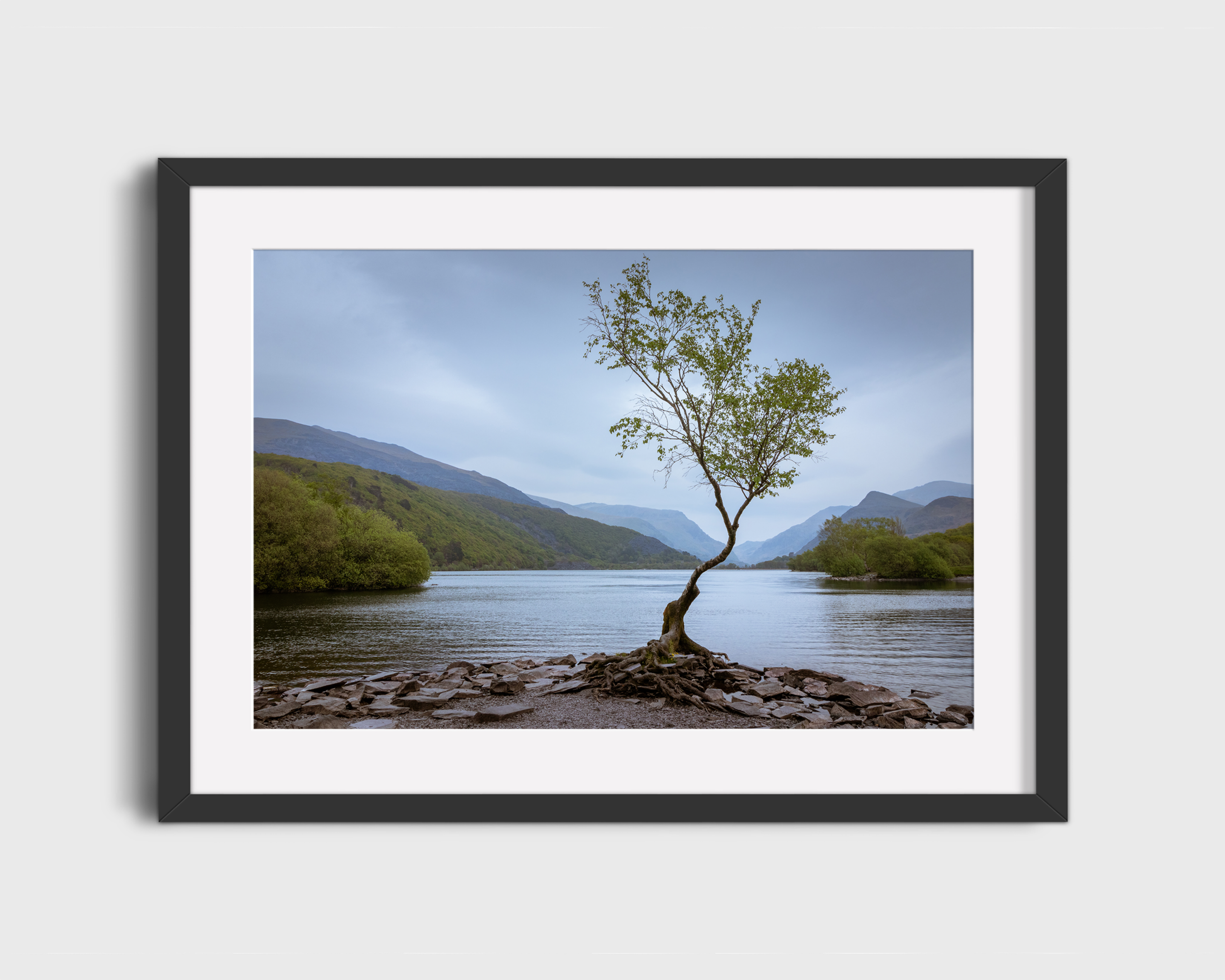 Lone Tree Fine Art Photography Print