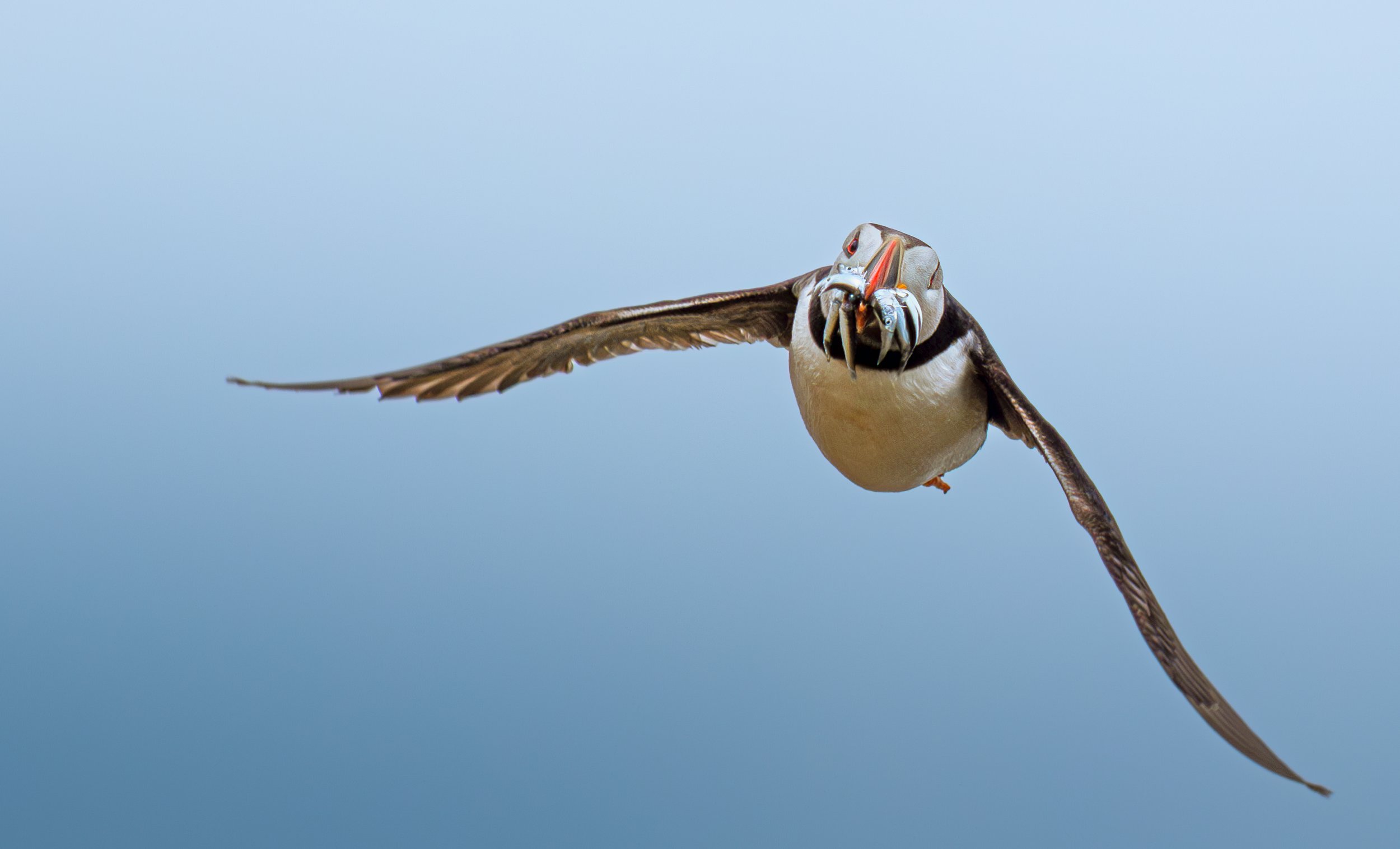 A puffin flying through the air with a small fish in its beak.