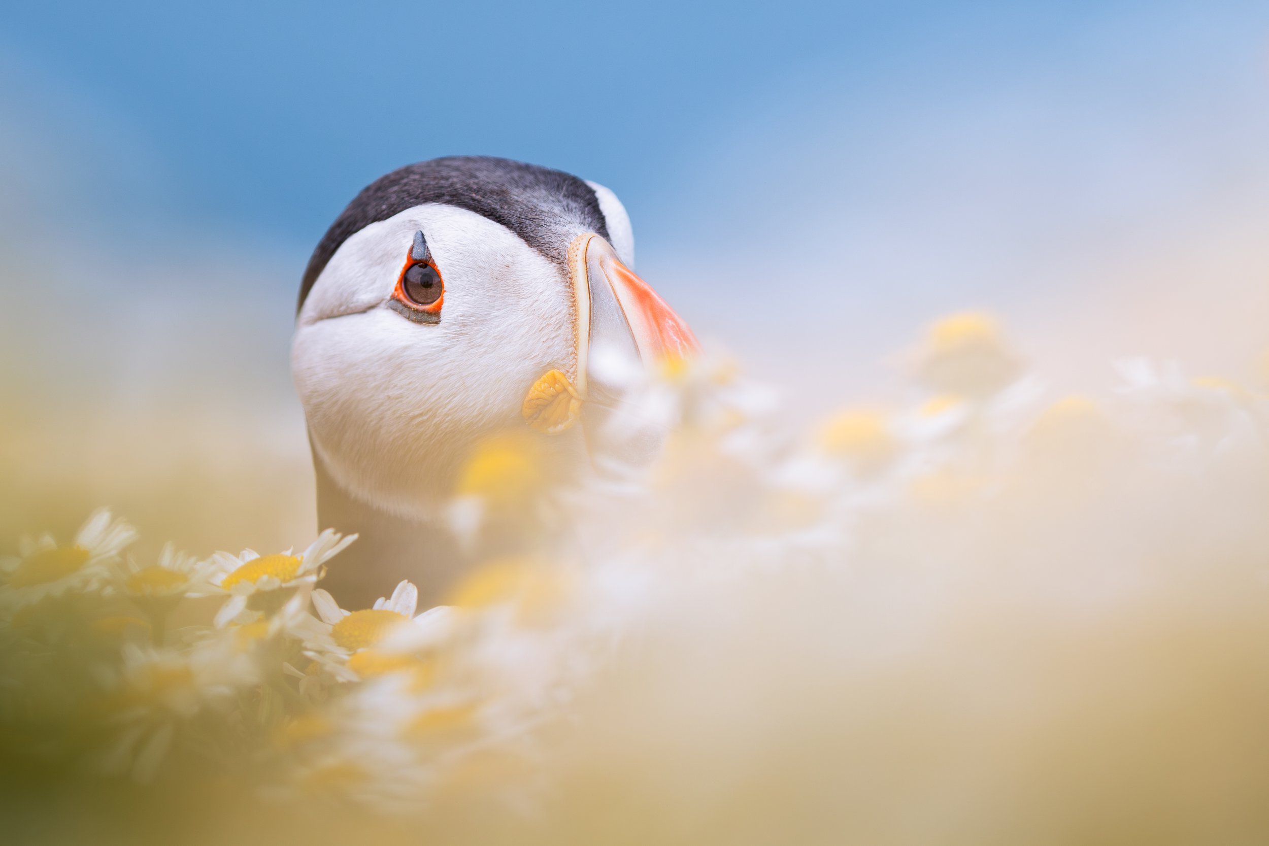 IMG_7566Puffin.jpg
