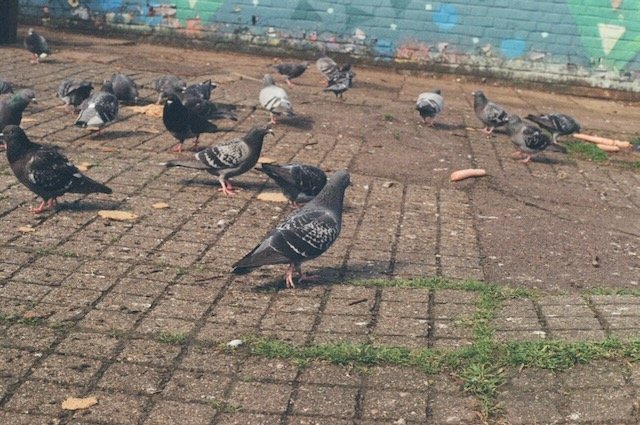Pigeons, calm