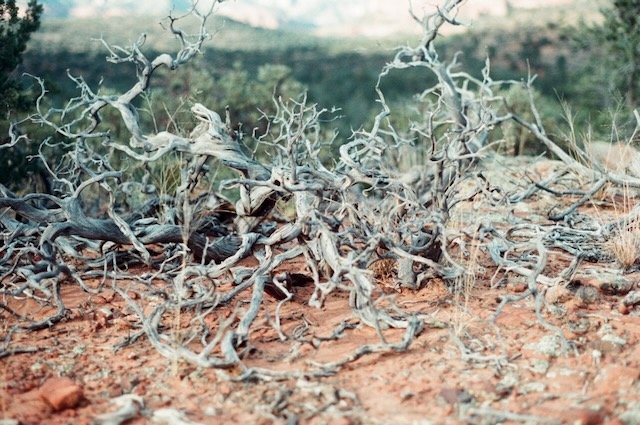Desert roots