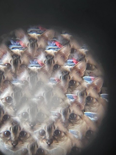Catleidescope