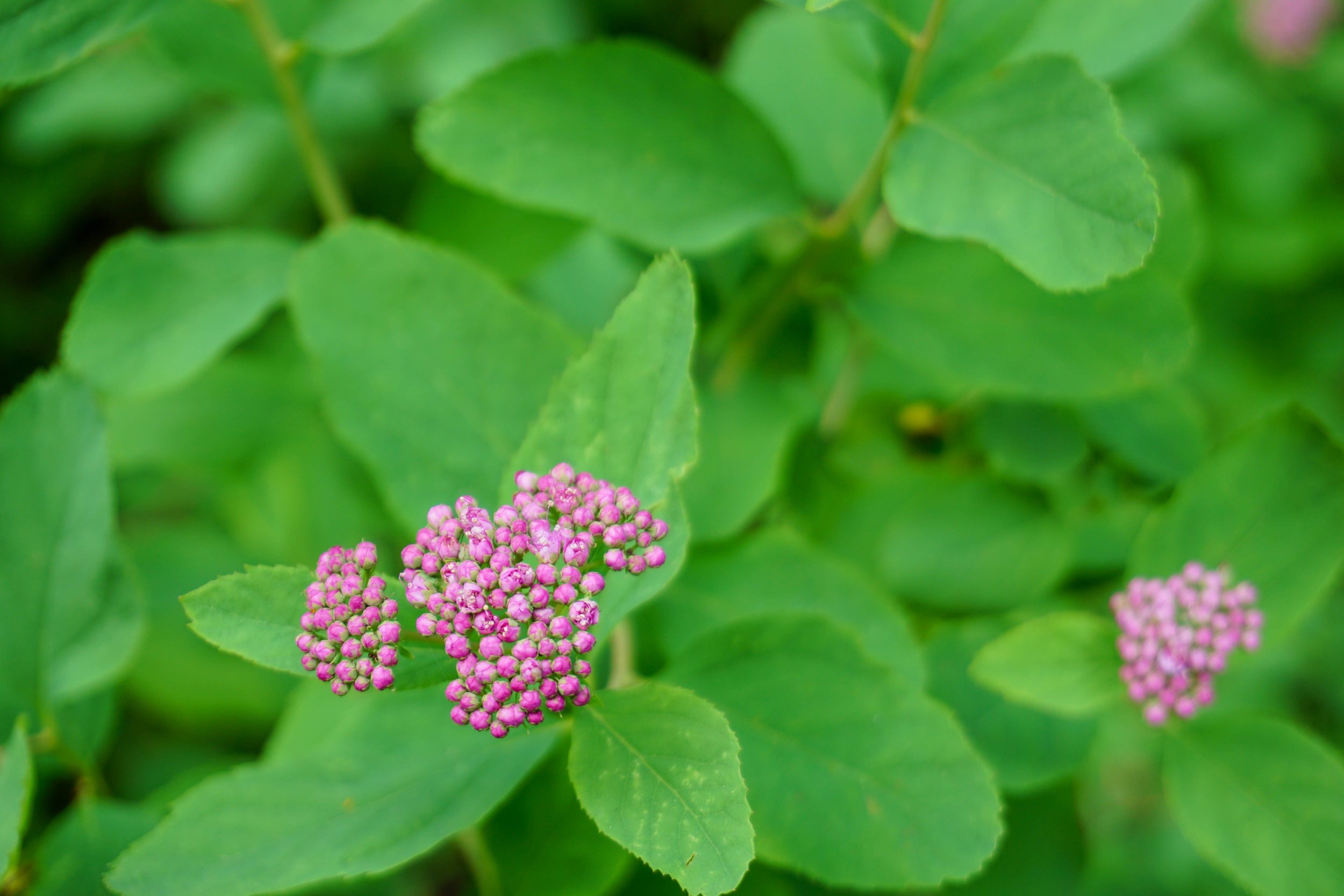 Mountain spirea