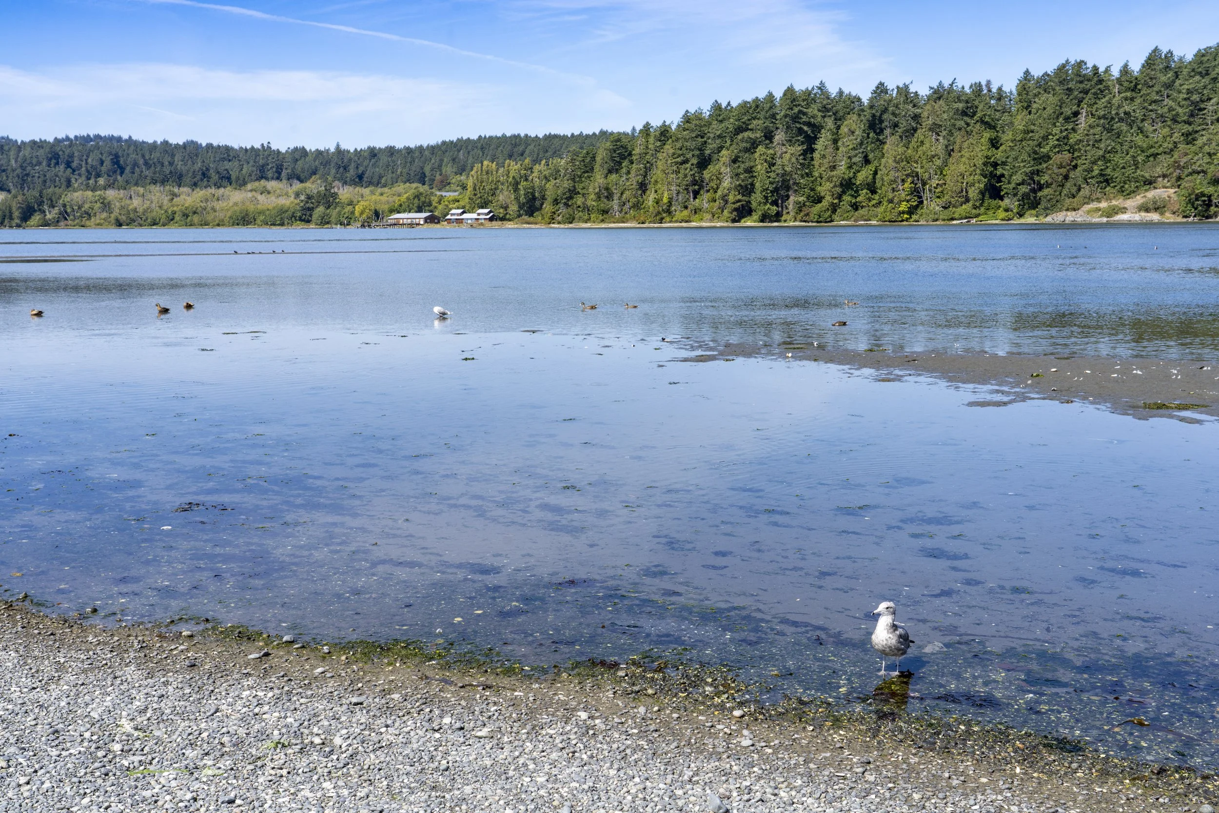 Esquimalt Lagoon, Colwood