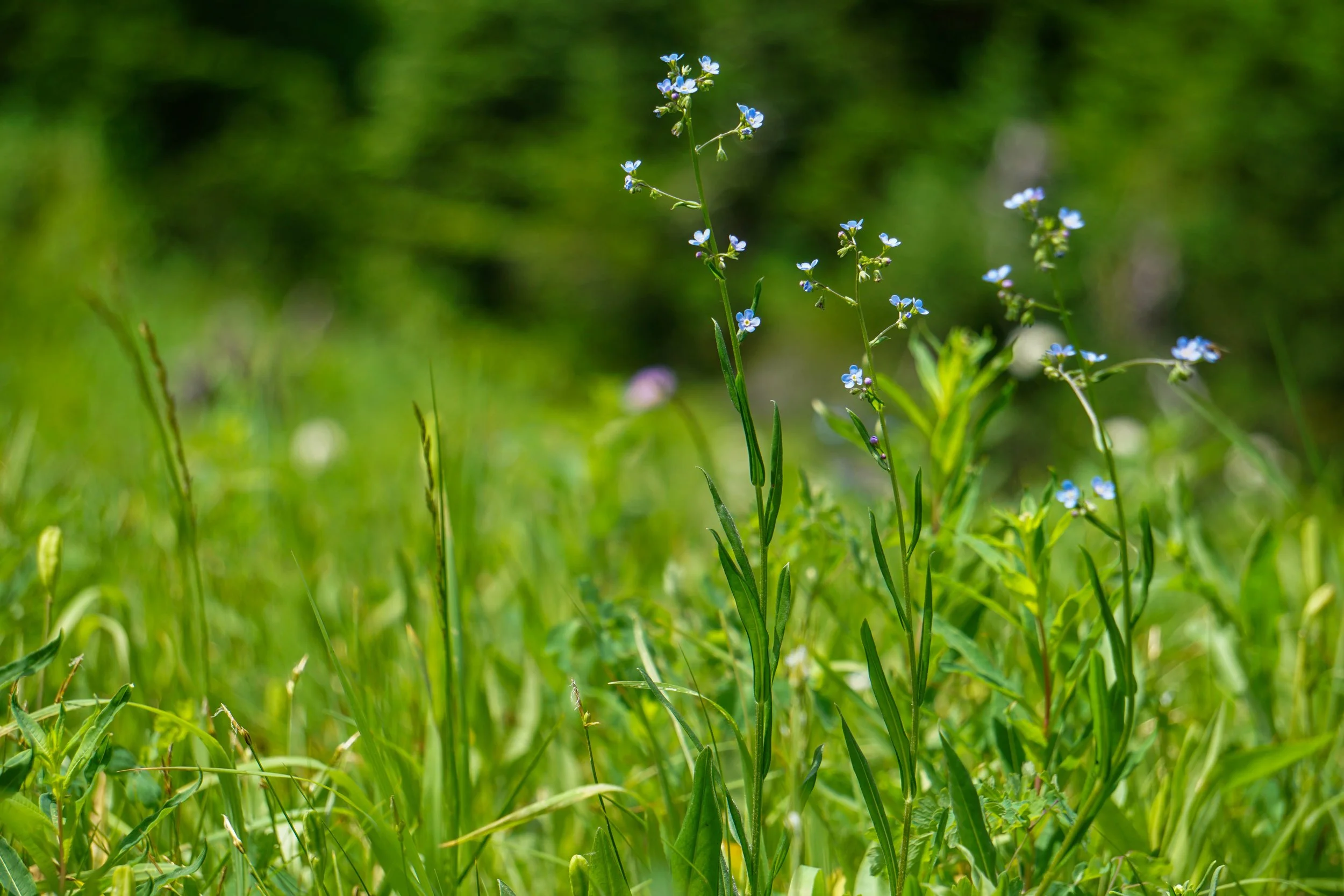 Alpine Forget-me-not
