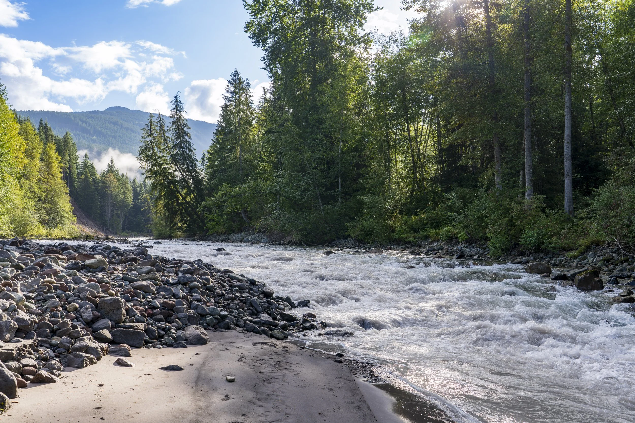 Mamquam River and cedars, alders, Squamish-Lillooet District