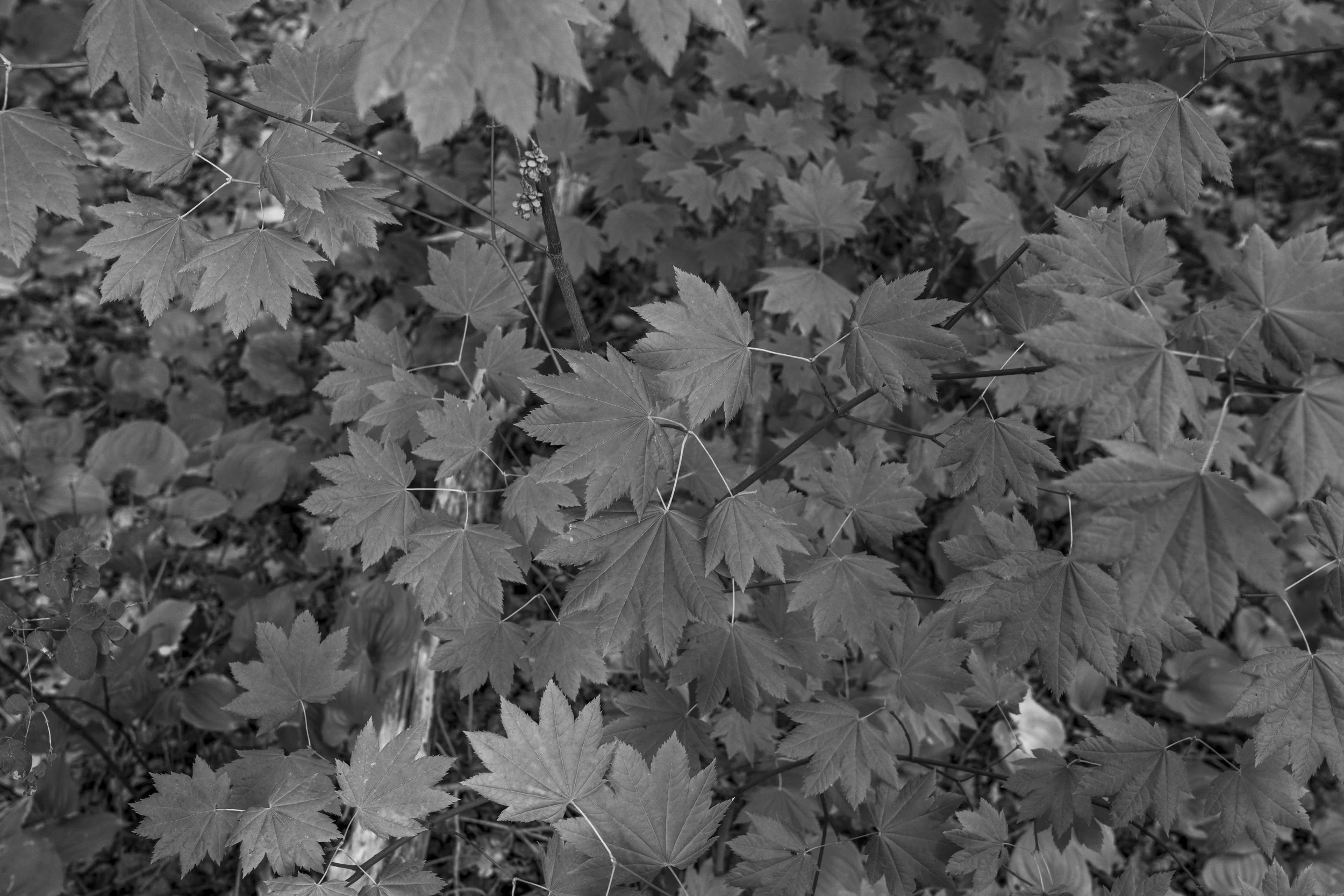Vine maple, Squamish