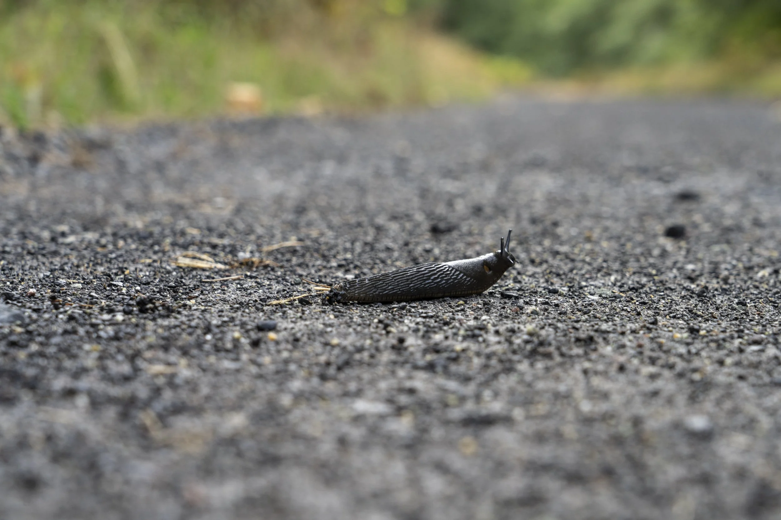 Black slug, Squamish