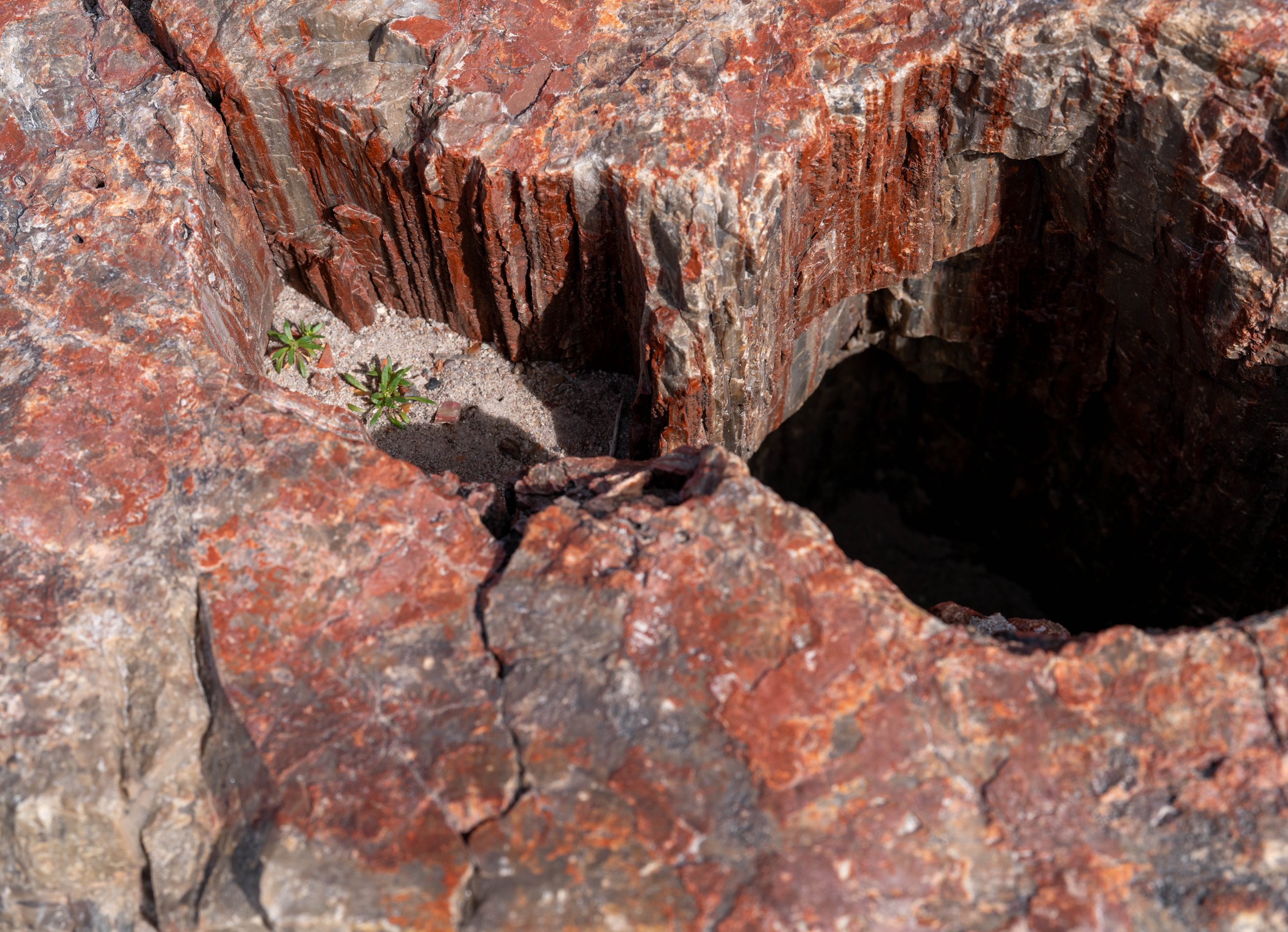 Small plant growth in petrified stump