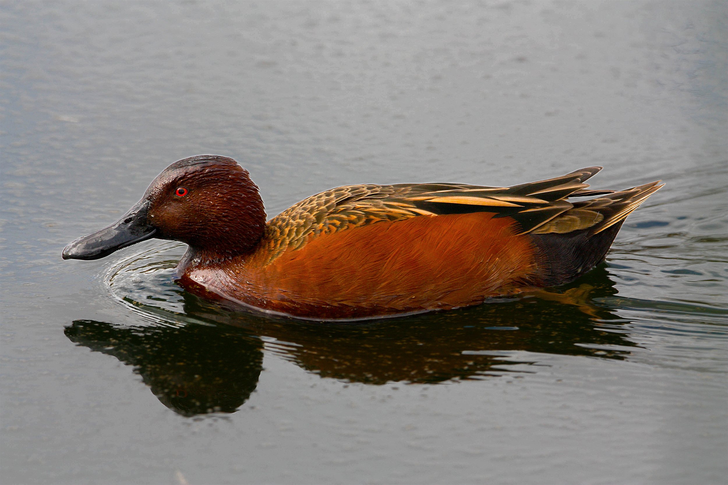 Cinnamon Teal - Coconino Co. Arizona