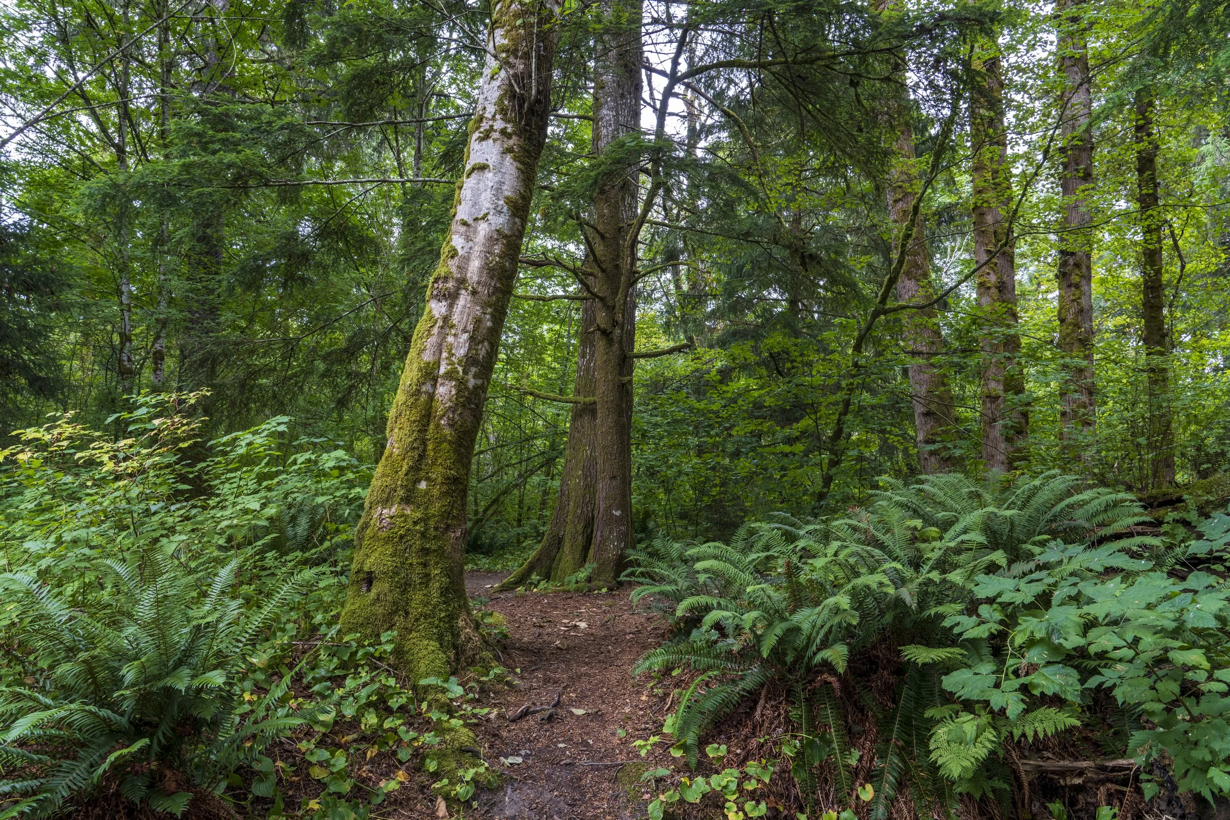 Deer ferns and western red cedars, Squamish