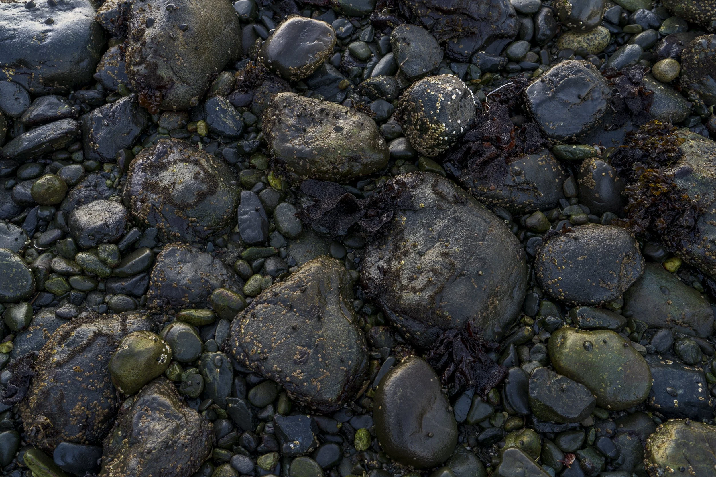 Morning dew on rocky shore, Jordan River