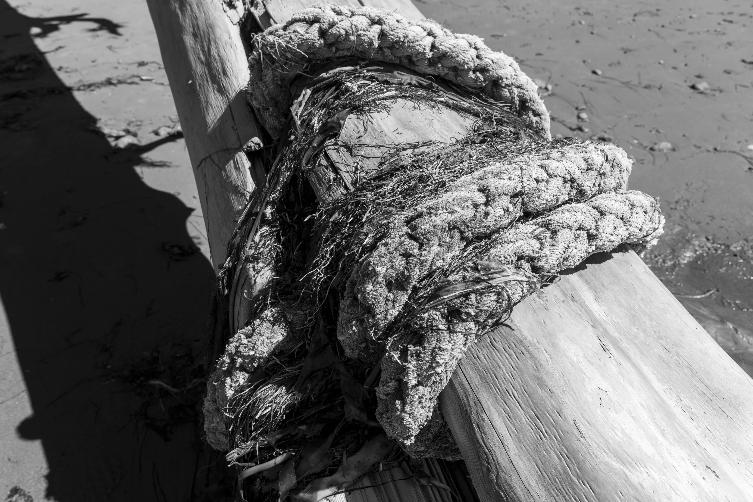 Old rope on fallen cedar log, Juan de Fuca trail, Capital Dsitrict