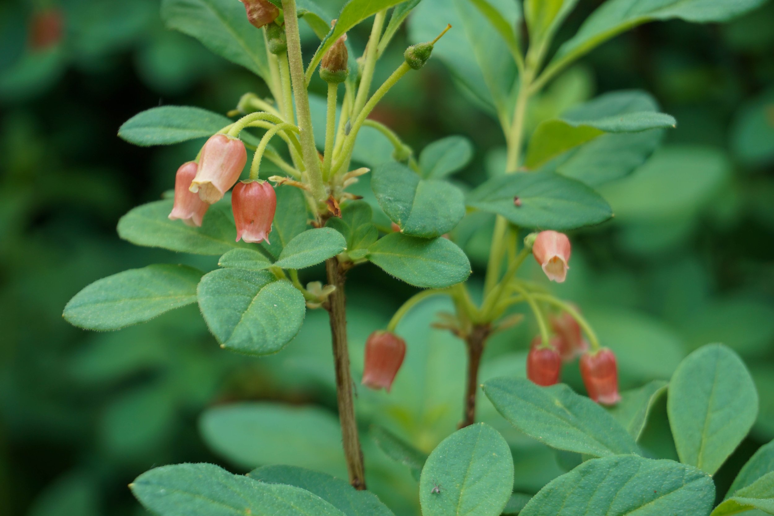 Unknown bells