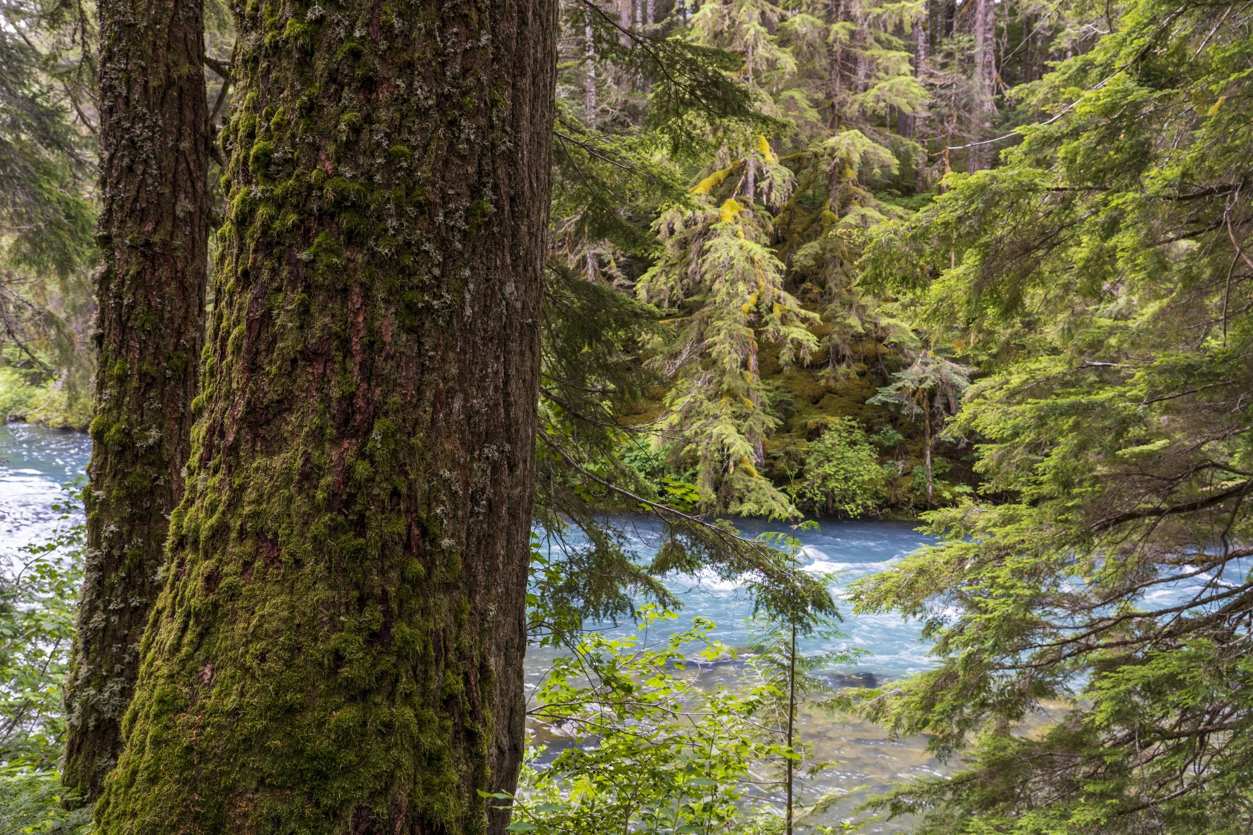 Western red cedars and Cheakamus River, Squamish- Lillooet District