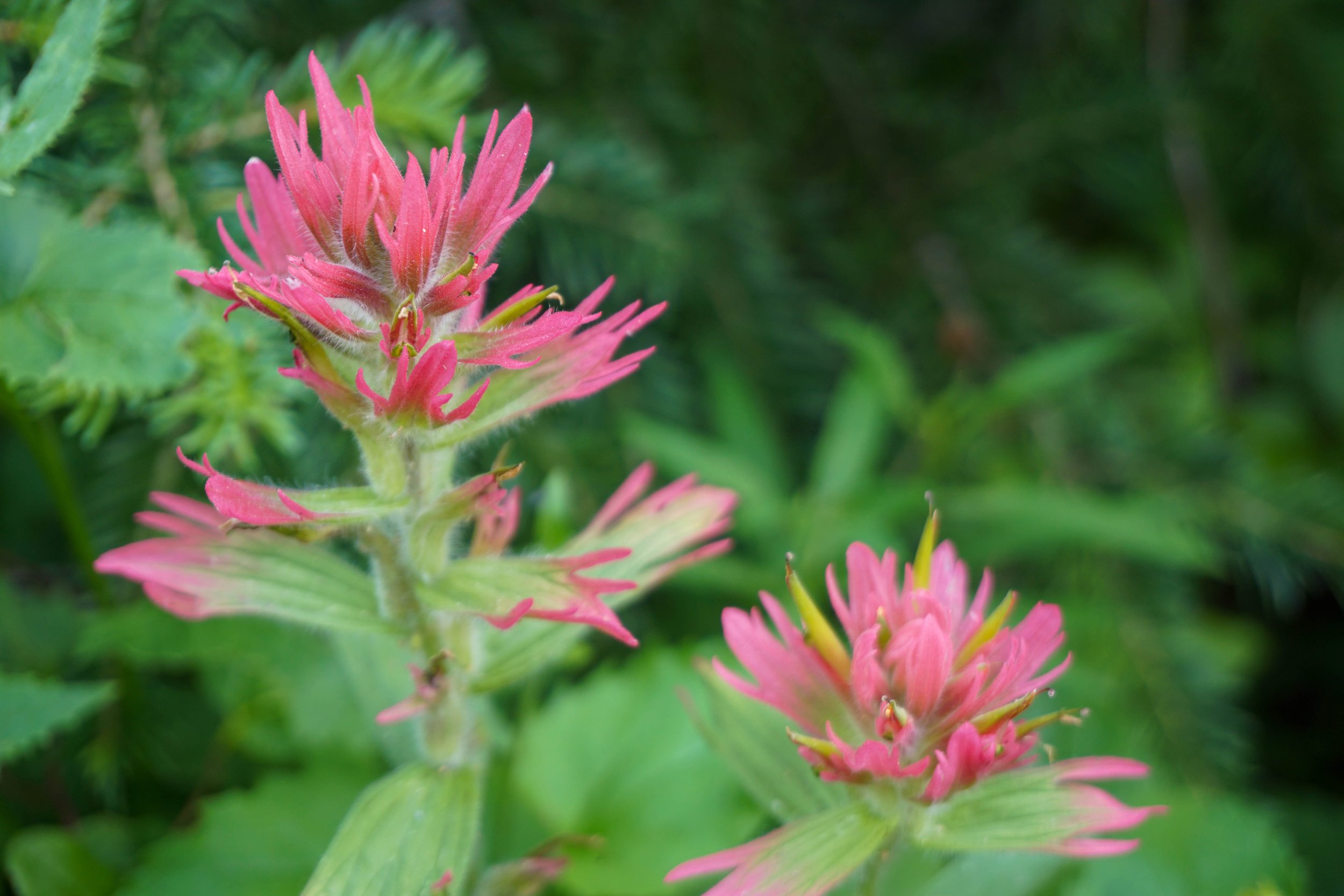 Giant Red Indian Paintbrush