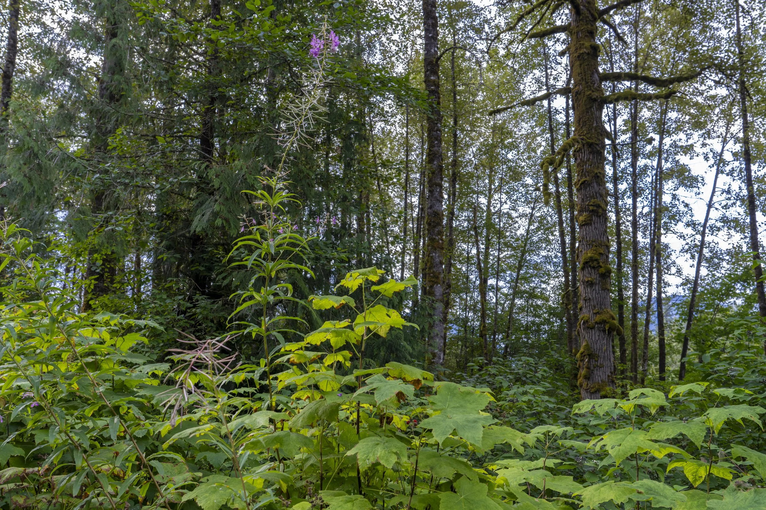 Fireweed and mixed cedar-deciduous forest, Squamish