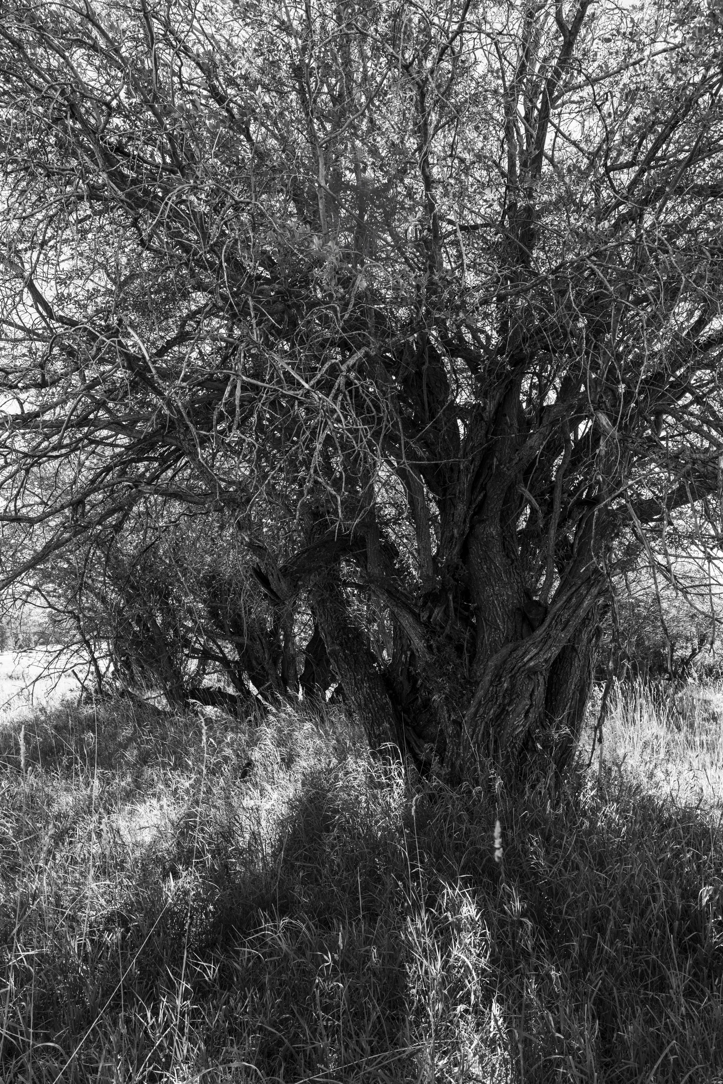 the rare Bebb's willow