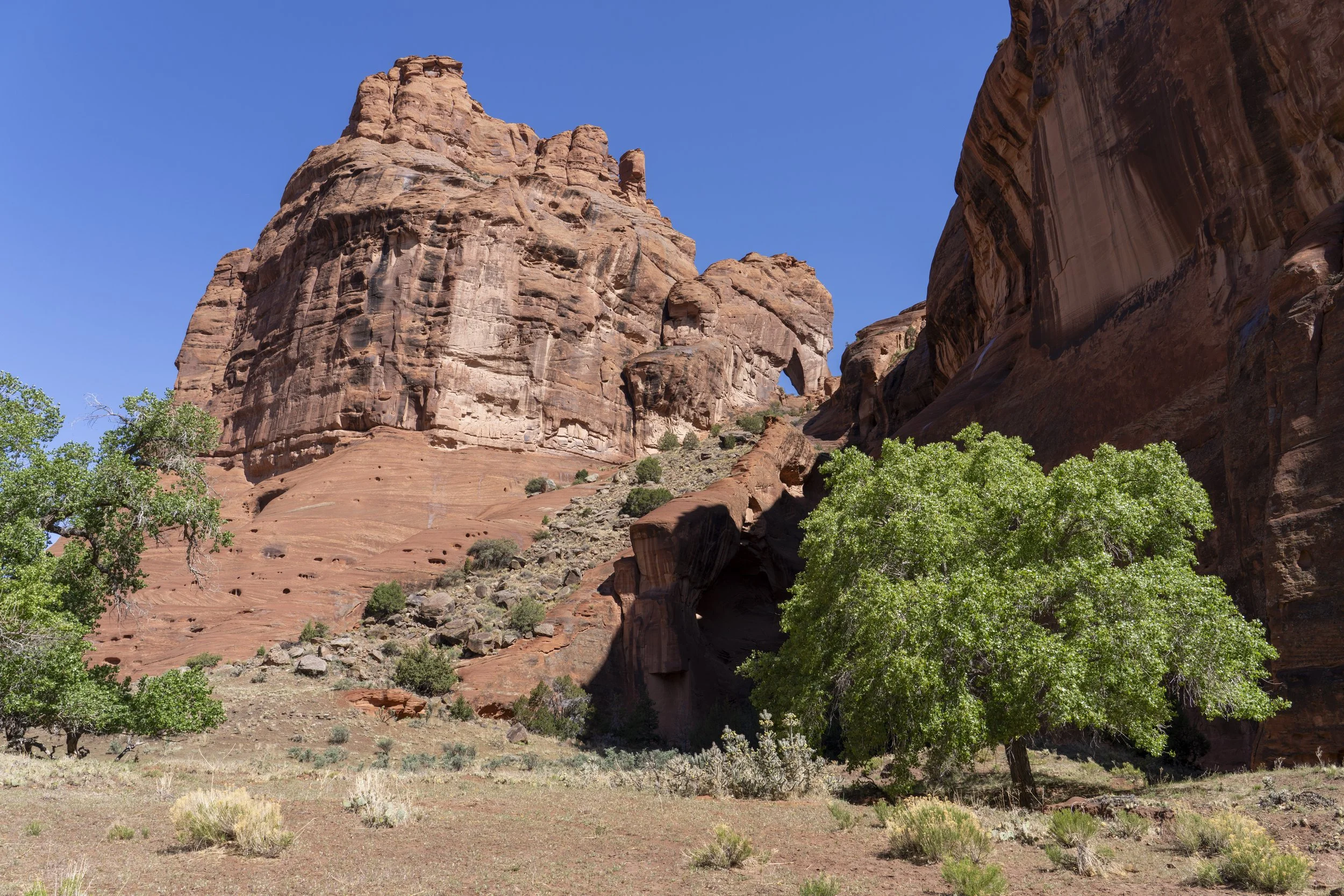 Natural window and introduced cottonwood tree