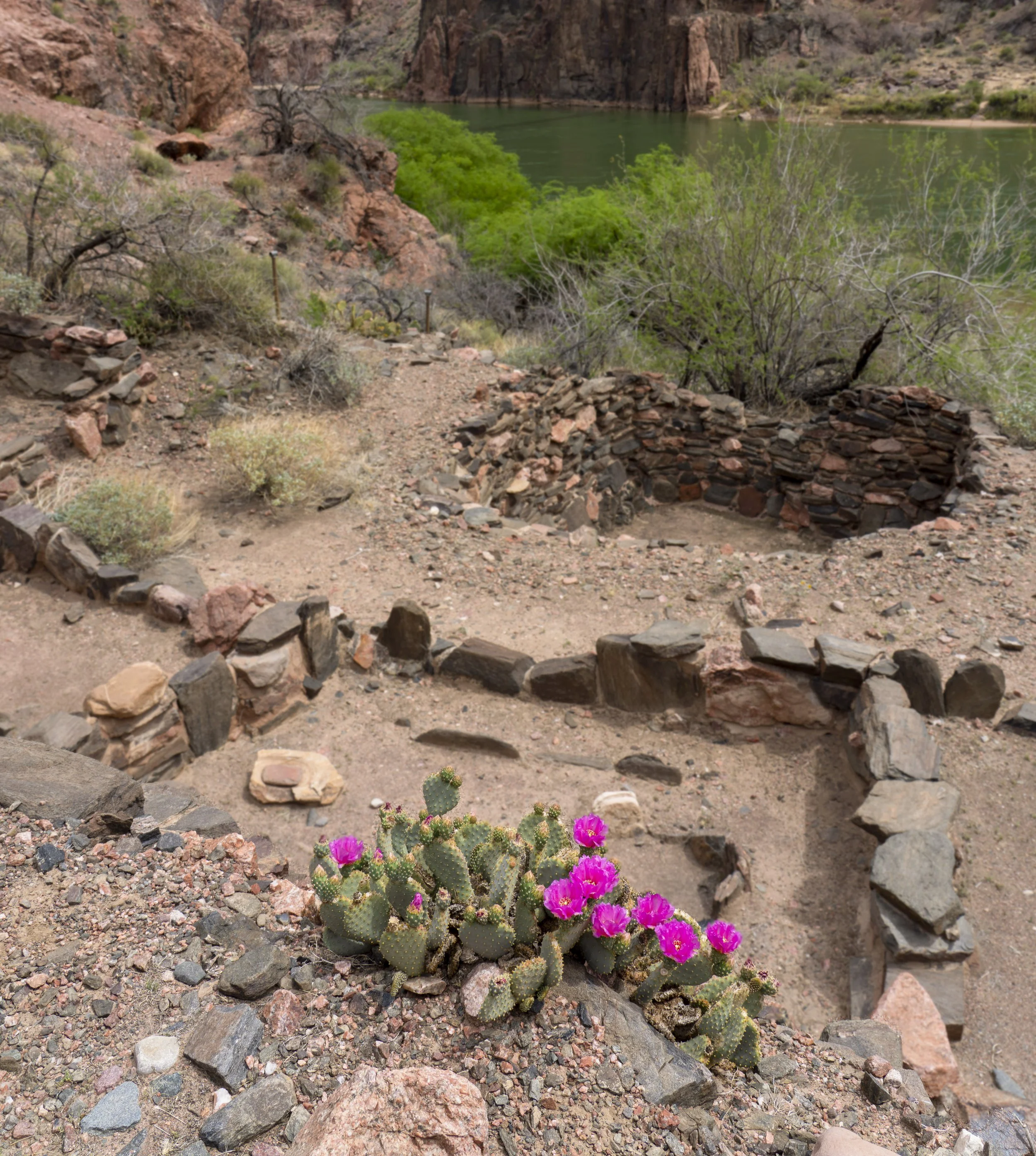 Blooming Prickly Pears, building ruins outside Phantom Ranch