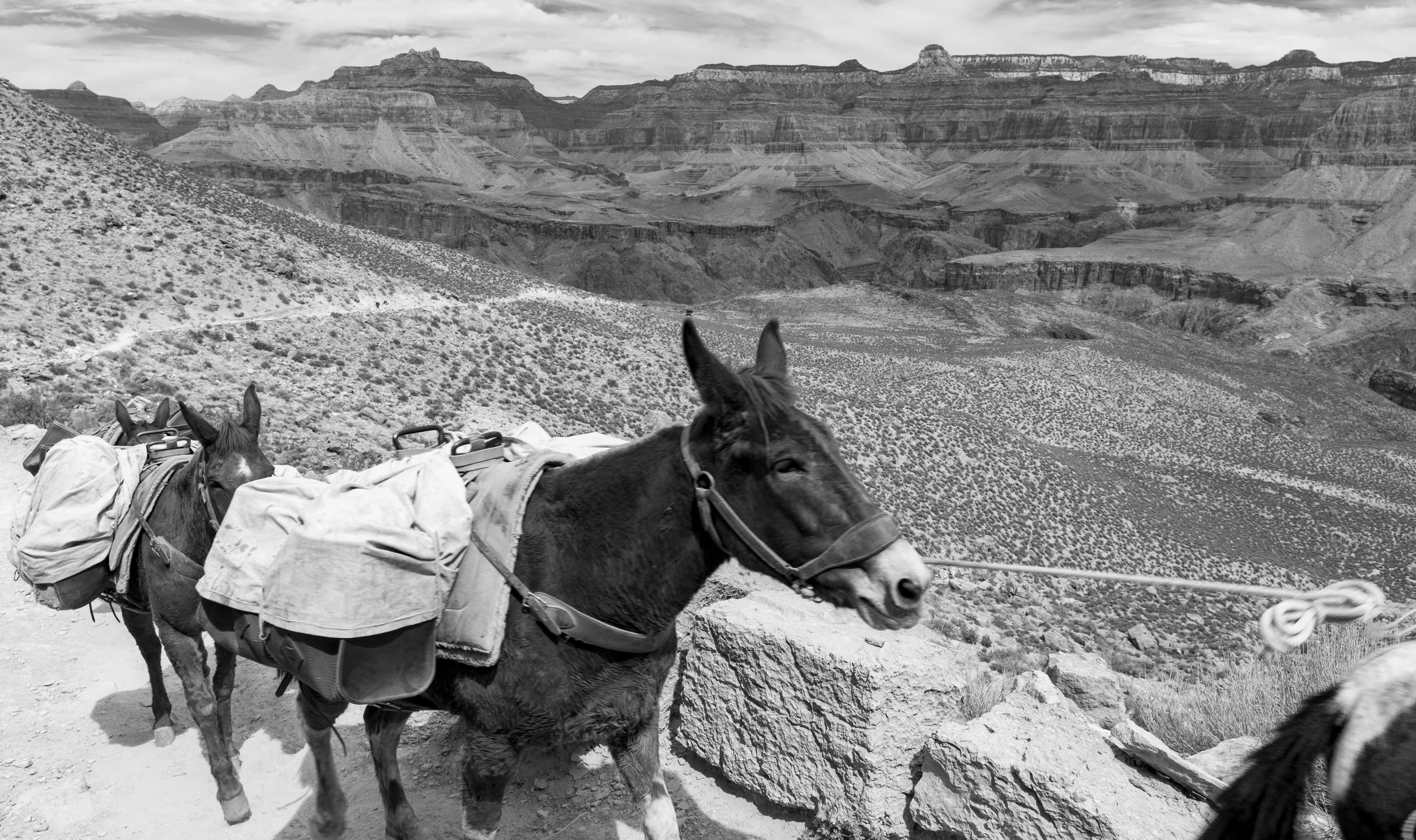 Mule Train heading up S Kaibab Trail