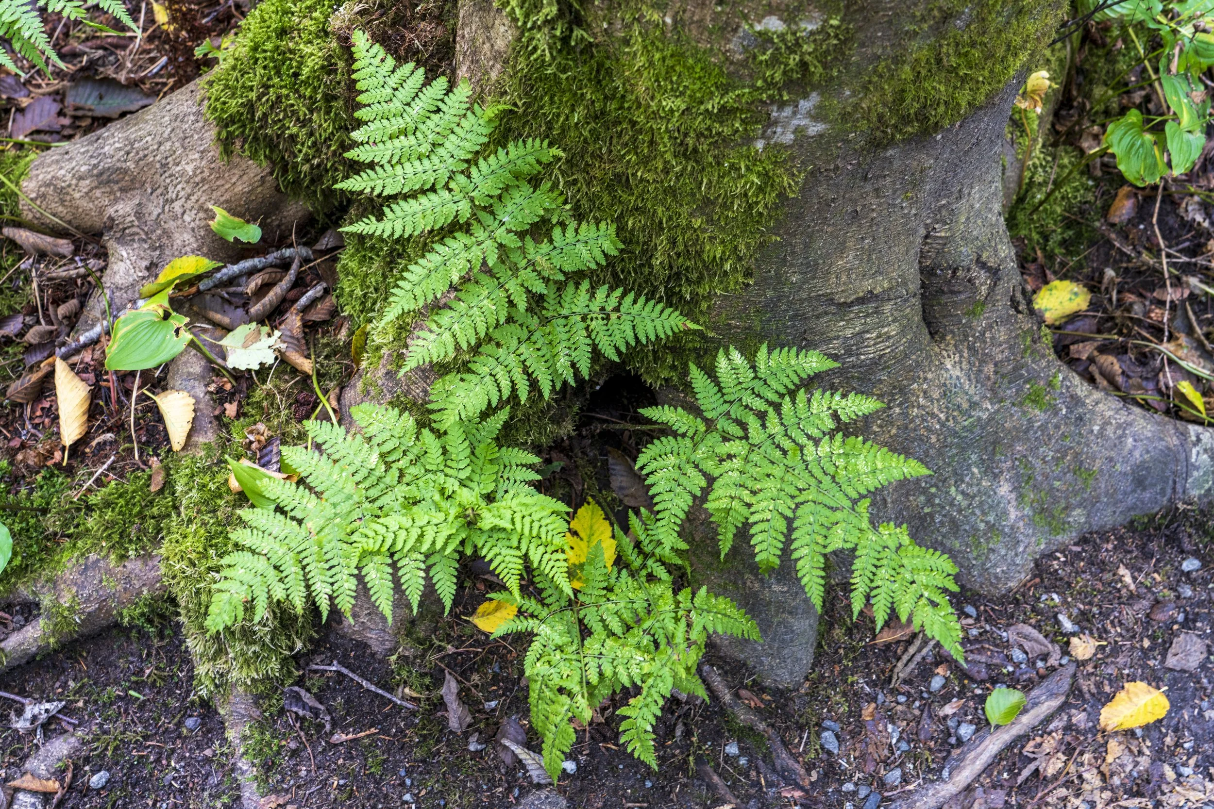 Bracken fern- Squamish BC 2025