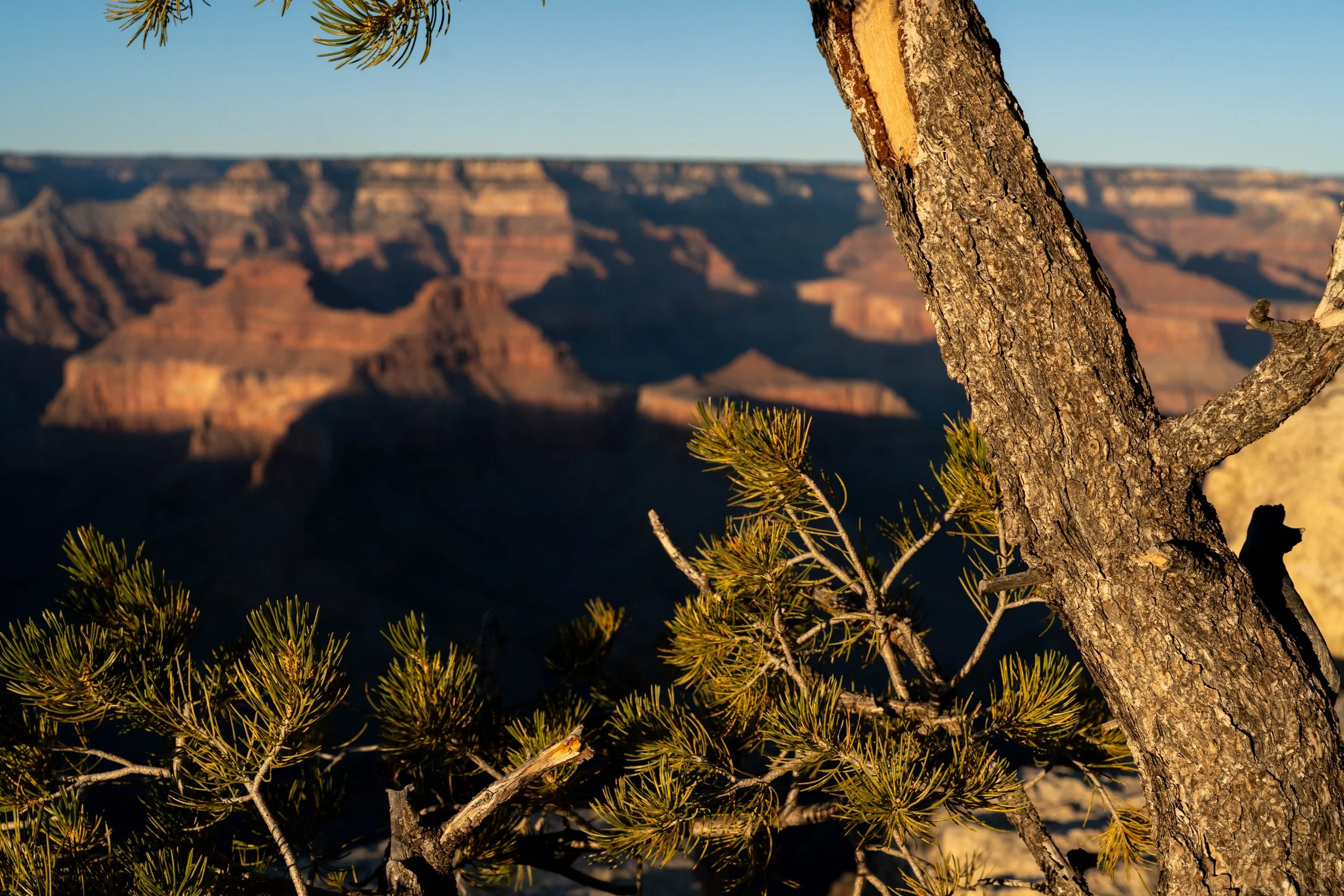 Juniper soaking up the last rays of sun