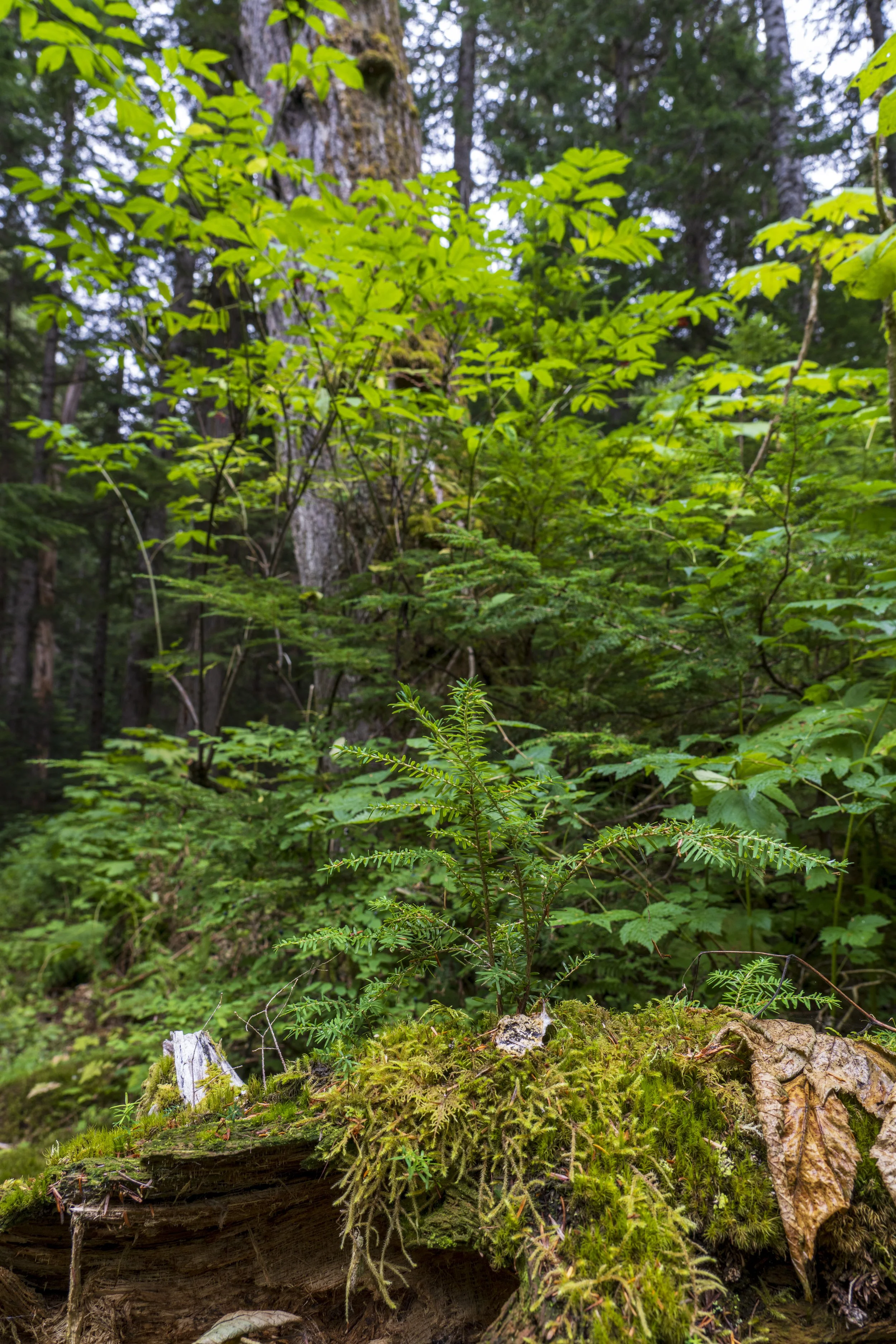 Hemlock sapling sprouting from mosses and cedar deadfall, Squamish-Lillooet District