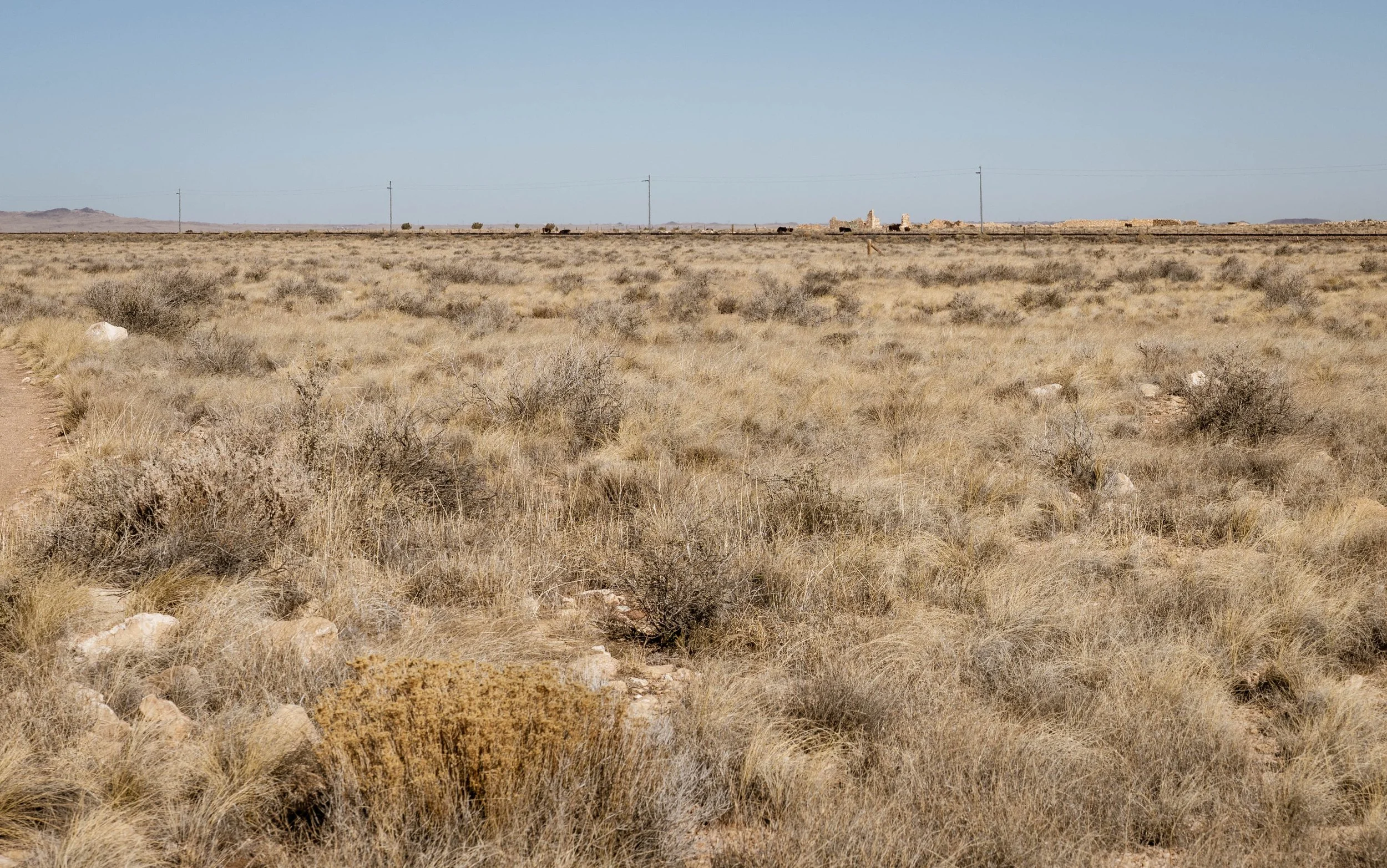 Ruins of Canyon Diablo, ranging cows