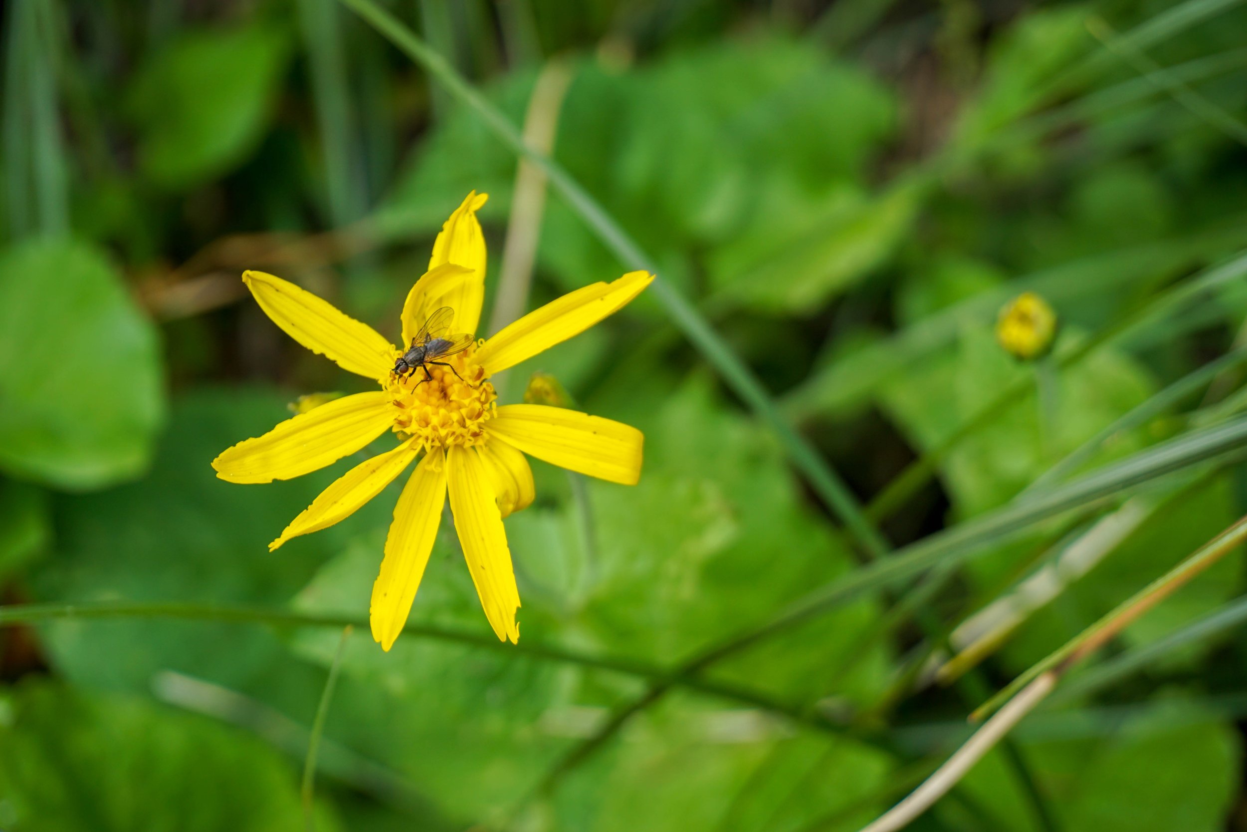 Arnica sp.