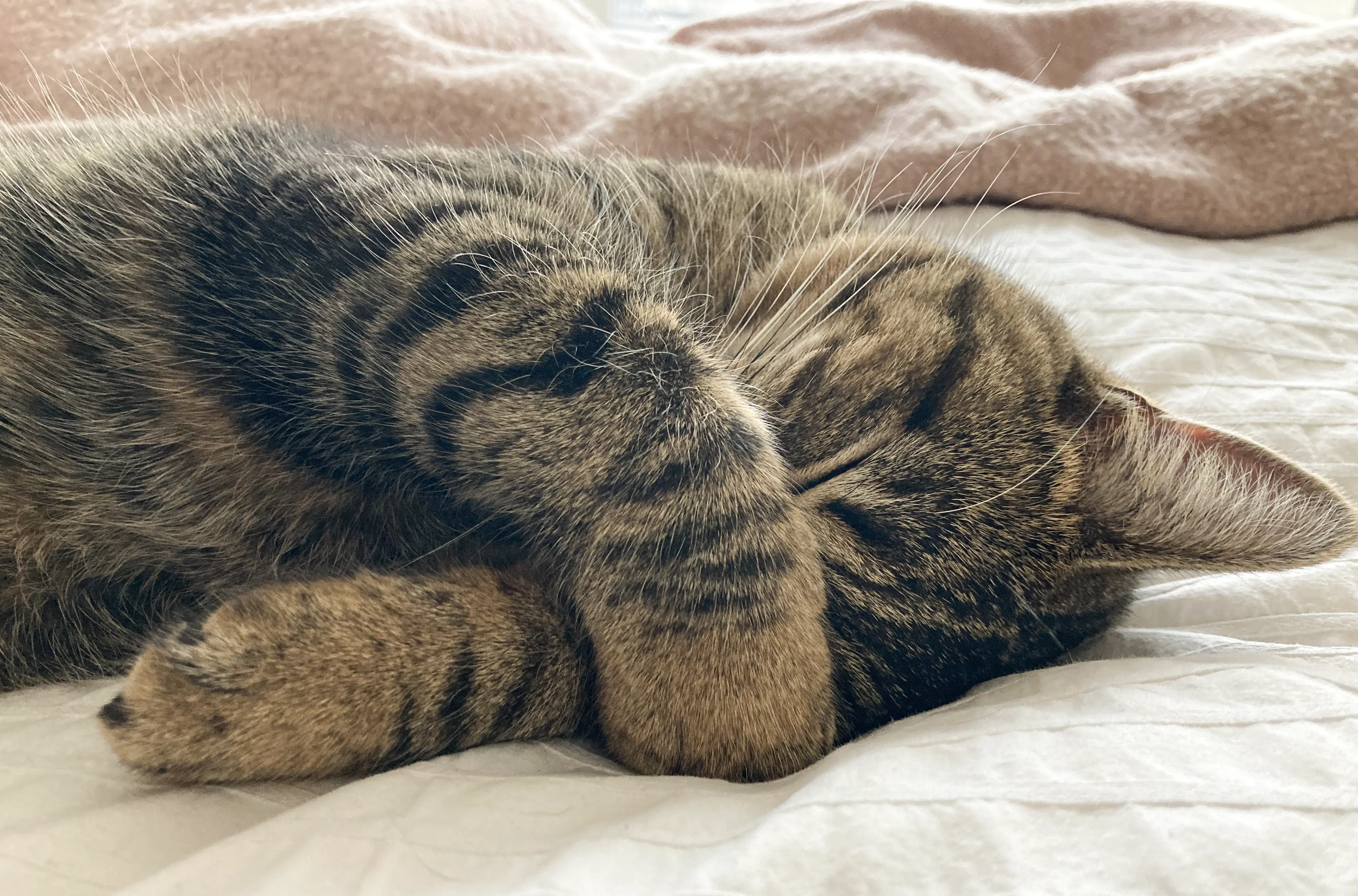 Things my cat taught me about evidence-based design