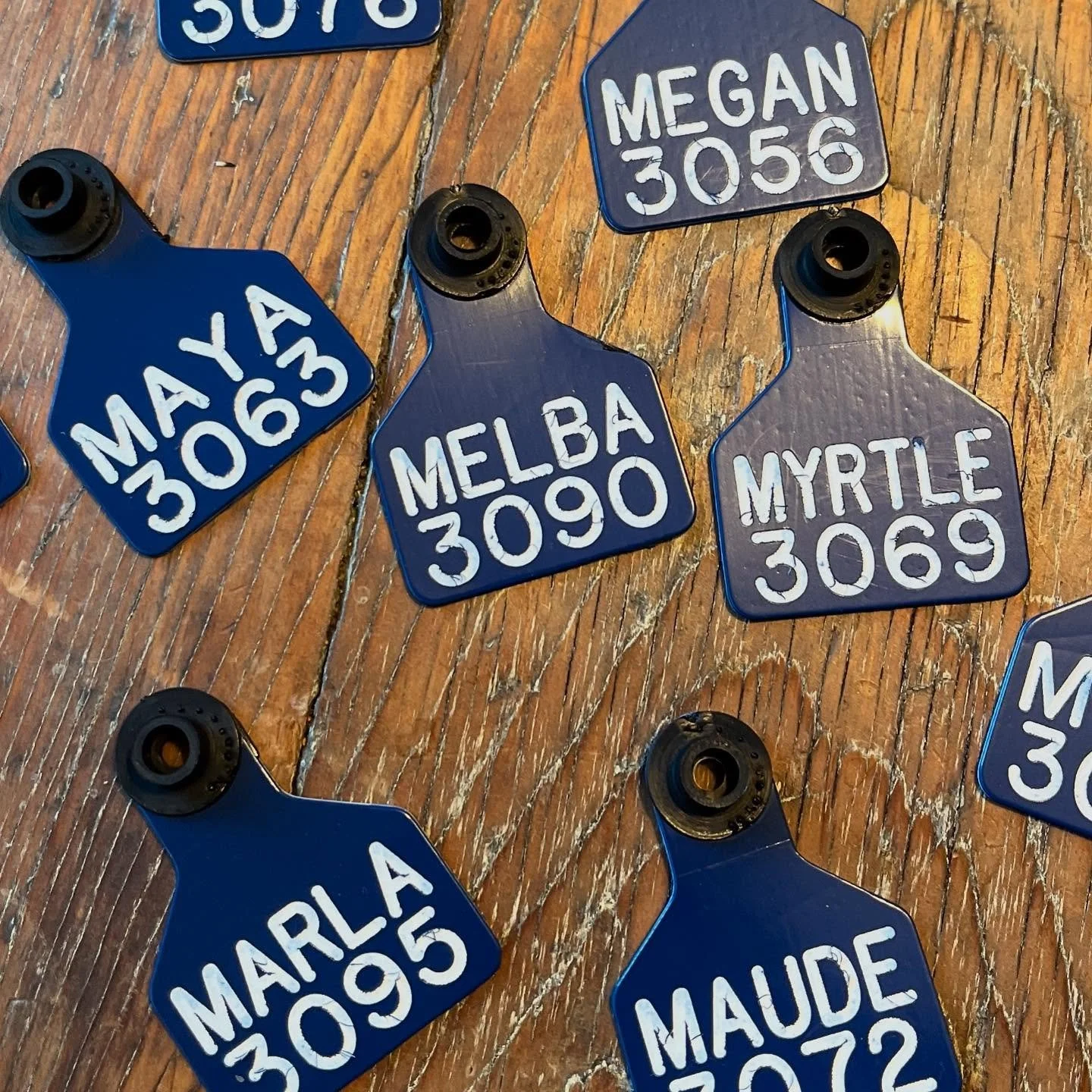 Despite spending a great deal of time with my dairy ewes, there are some I really struggle to tell apart. 

While collars are cute, the stories I&rsquo;ve heard of sheep and goats catching them on something and dying, are much more common than you mi