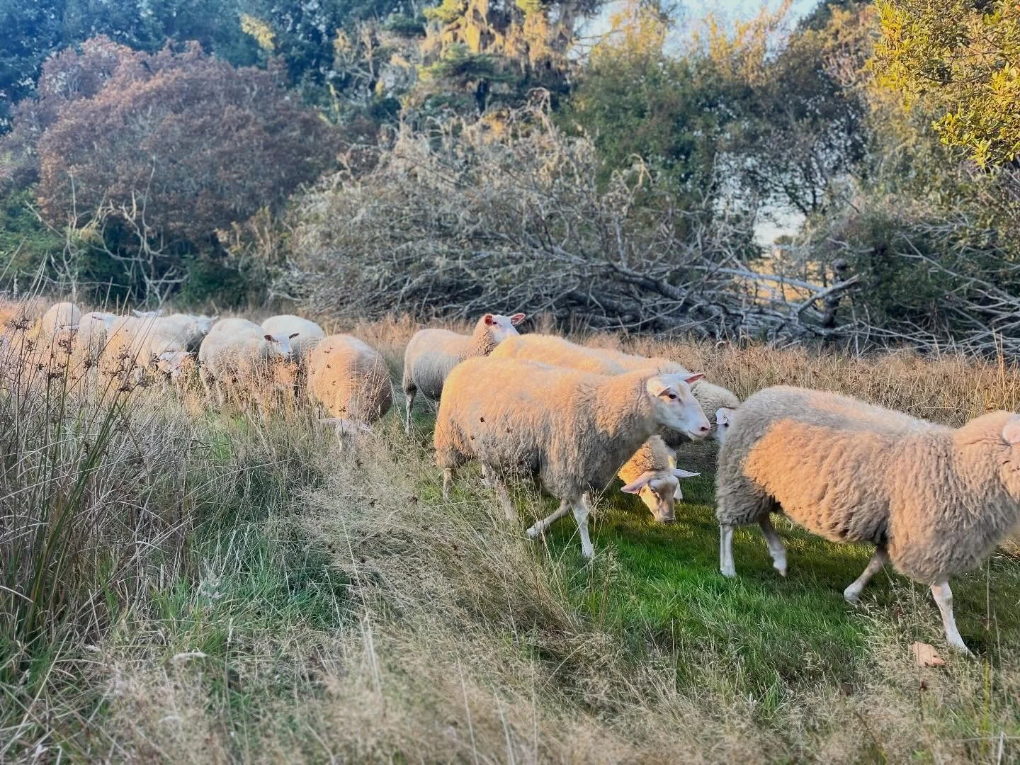 Posting on socials when the world feels so heavy&hellip;.

I haven&rsquo;t explicitly spoken to this much, but I think it&rsquo;s important. 

I have intentionally kept this space &lsquo;farm-focused&rsquo; aka I don&rsquo;t generally post anything &