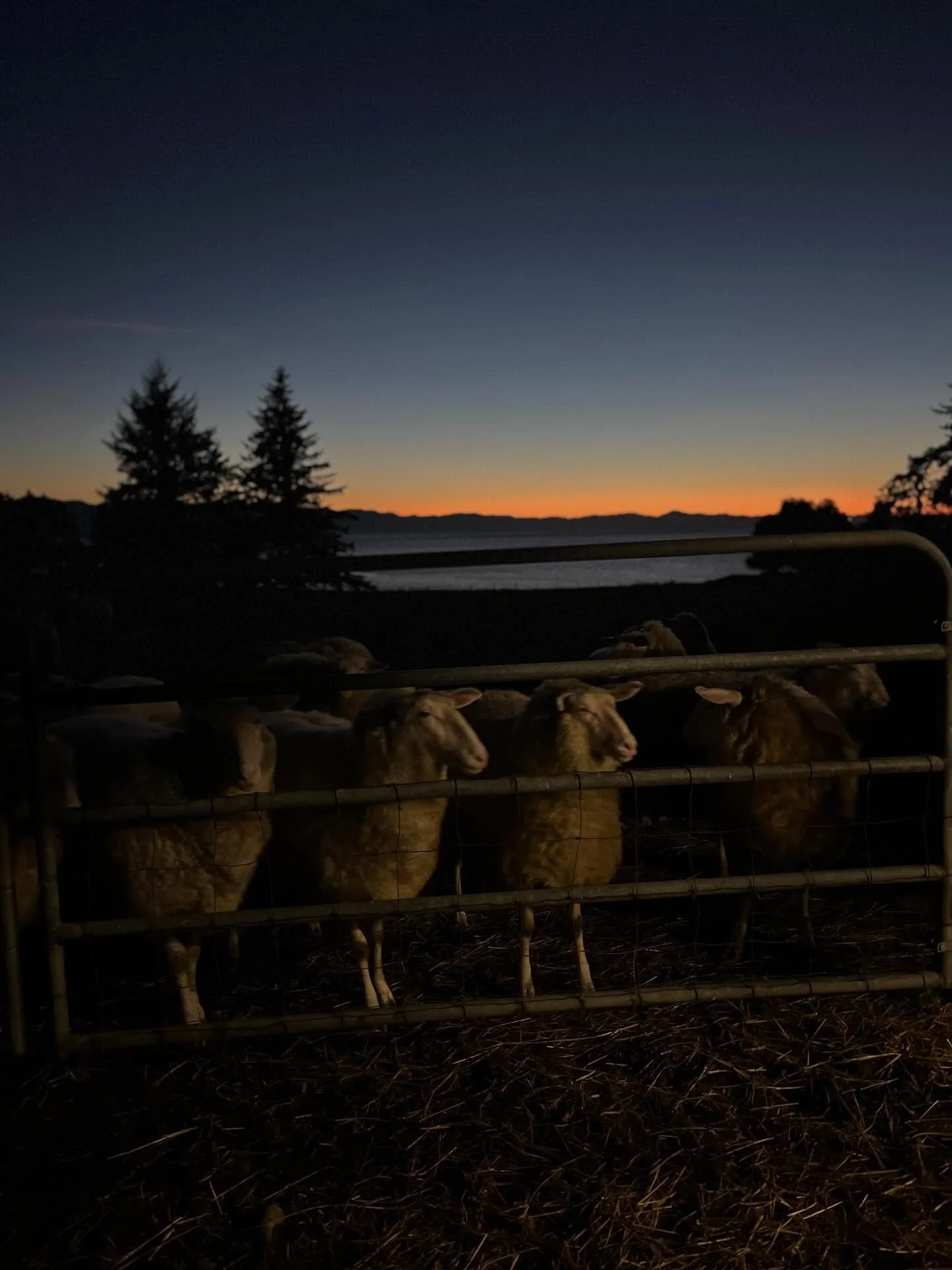 This past week has been some of the most beautiful winter weather I can remember for January. Pastel sunrises, bright blue skies, incredible sunsets and clear, starry nights. The frozen ground has been a welcome reprieve from all of the mud, and whil