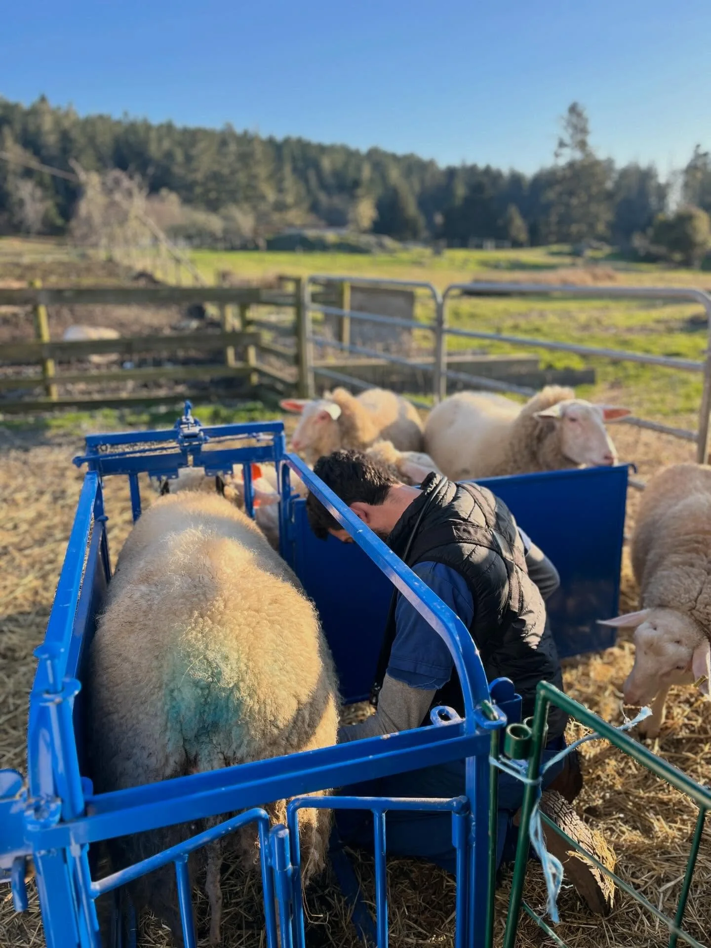 Today was a big day!

We had our vet come and preg check our dairy flock. Even though we use marking harnesses on our rams, and all of the ewes were looking nice and blue on their hind ends, I was still feeling apprehensive. A successful cover does n