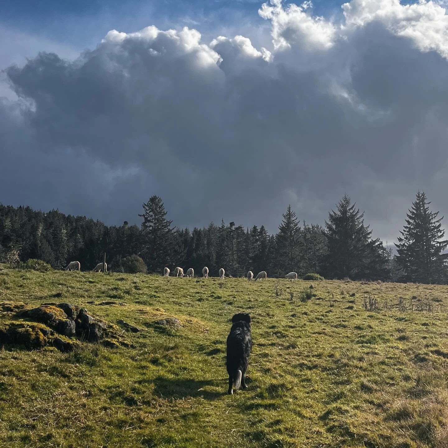 T-minus 18 days until lambing time begins. 
Ready or not!
Next week we start on electrical in the dairy, then plumbing, then floors, walls and moving in all of the equipment&hellip; our bulk tank is en route all the way from Greece! 
Although we have