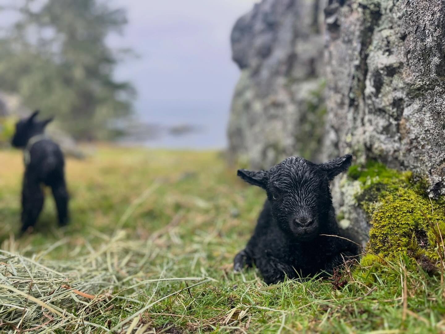 And so it begins&hellip; lambing 2026 has been kicked off by &lsquo;Magpie&rsquo; one of my Shetland ewes. These sheep are hardy and competent, with lambs that are vigorous and strong. We lamb our Shetlands on pasture as they require minimal interven