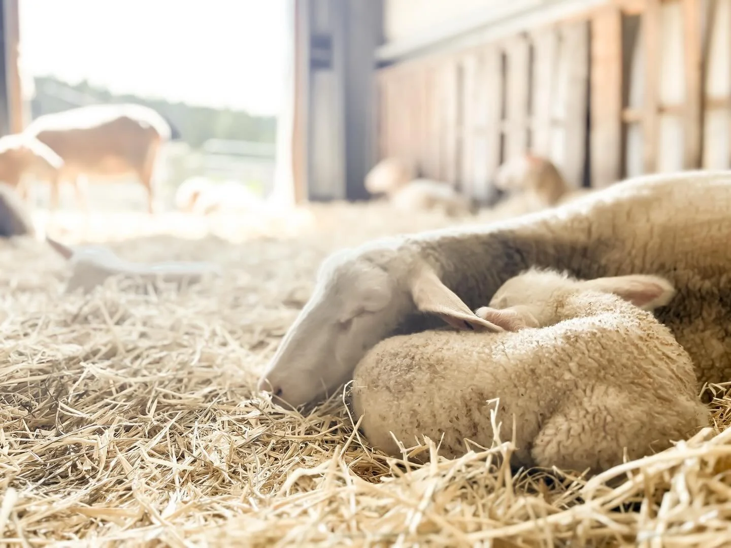 Tomorrow (Wednesday) marks one week in since our East Friesians began lambing. With 6 ewes done, we have a tally of two sets of twins and 4 singles, but the girls have pulled ahead and the ratio is currently at 5 ewe lambs and 3 ram lambs. Let&rsquo;