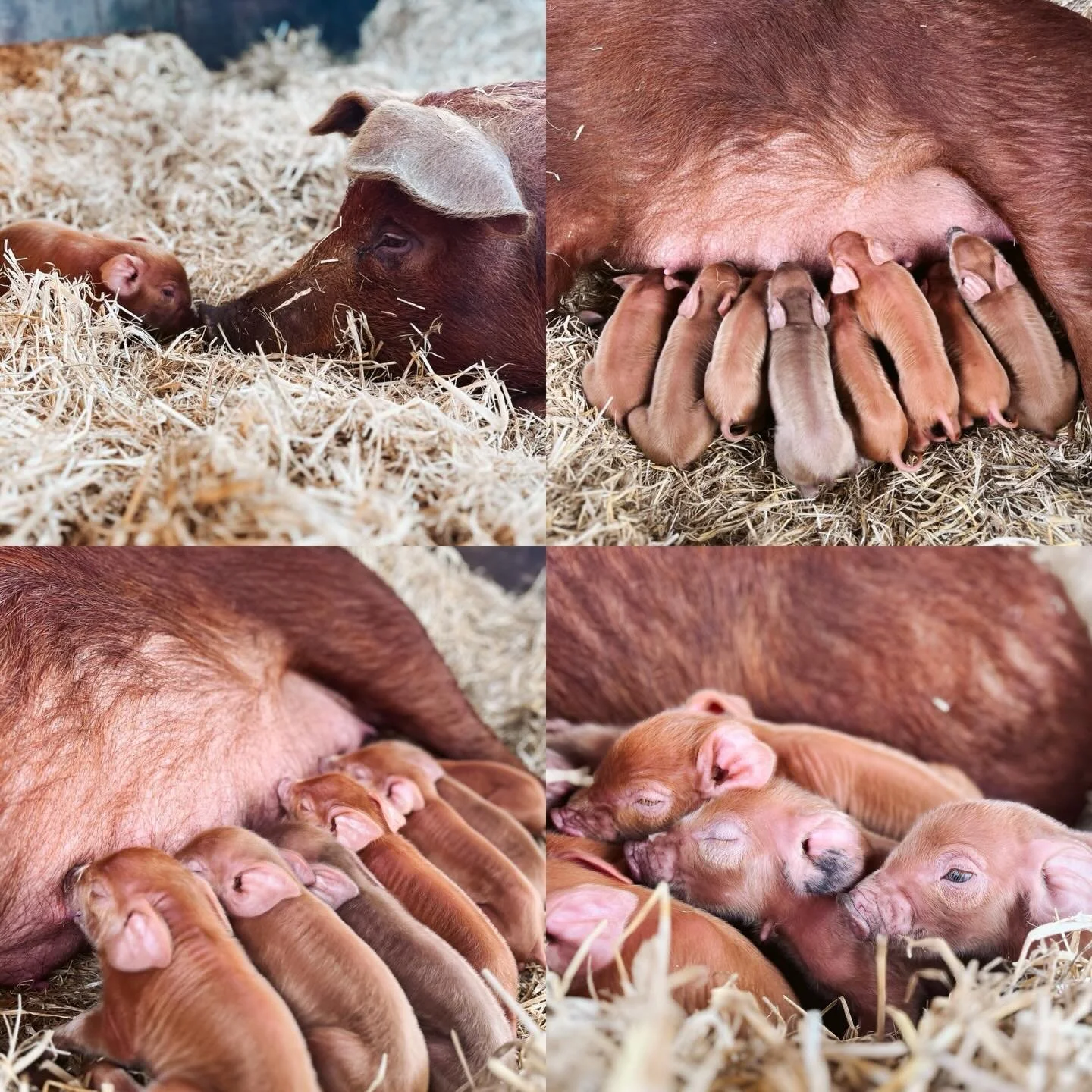 I pulled up an archived Facebook page for the farm the other day in search of some old photos, and something stood out to me. That page was from a time before camera phones and instagram, when downloads required cords (and patience) and editing was b