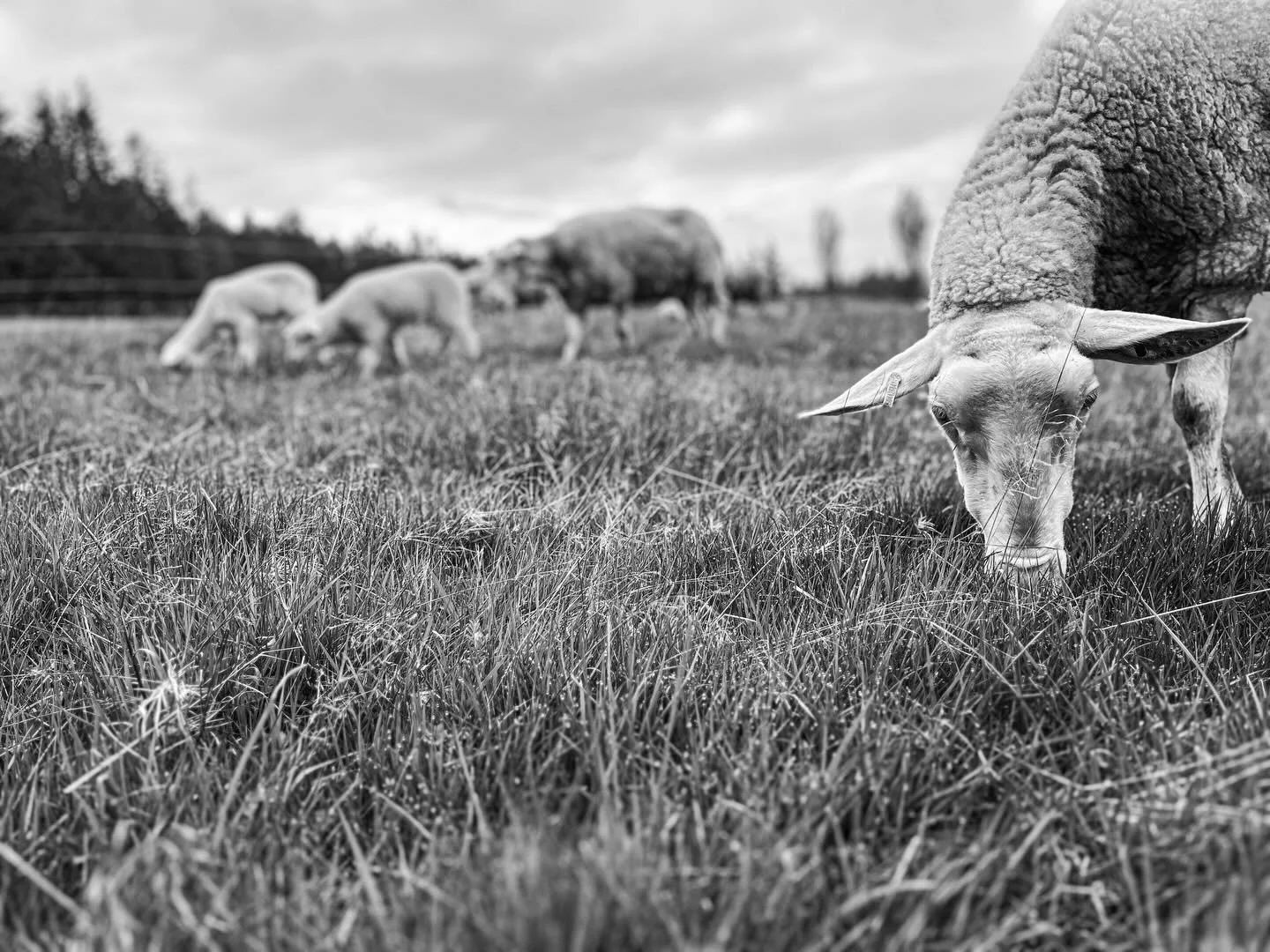 &ldquo;I need you. There&rsquo;s a dog in with the sheep.&rdquo;

It had been a good day. A great day in fact, the sort of day that reignited my love for farming and reminded me why I do this. That love has been rather elusive lately. 

I dropped