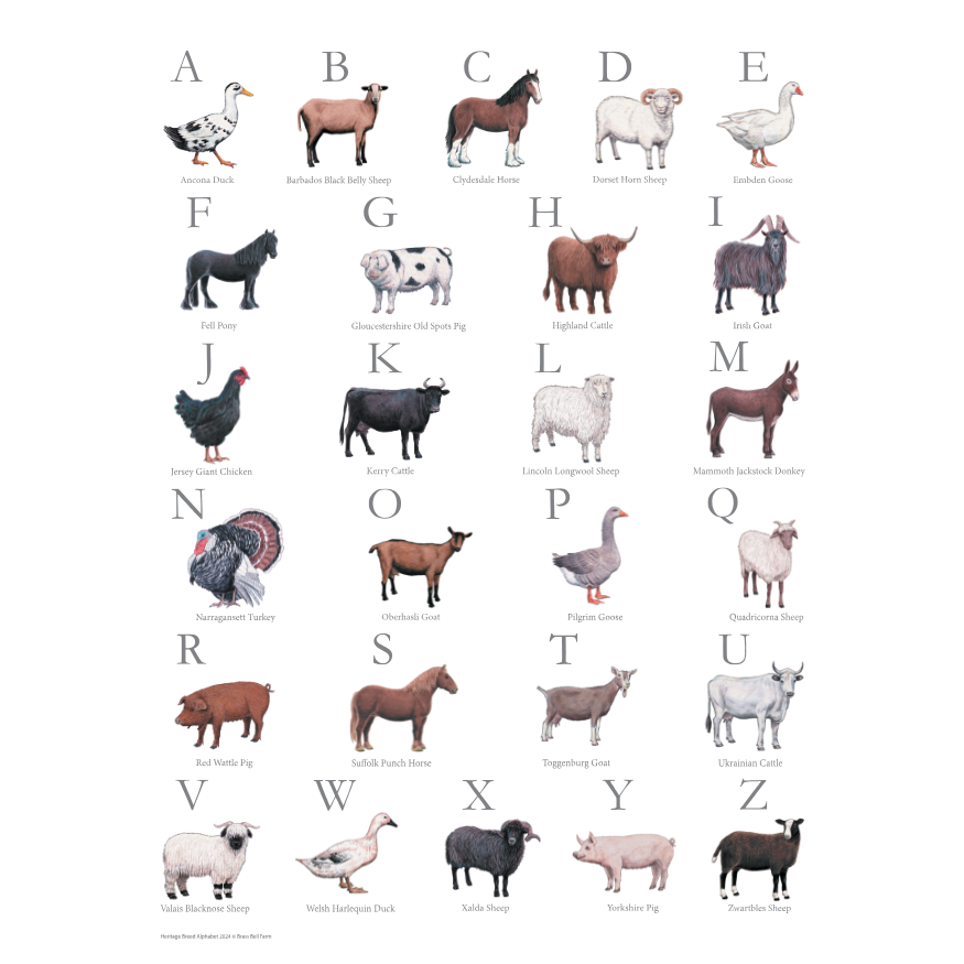 BBF Alphabet Poster.png