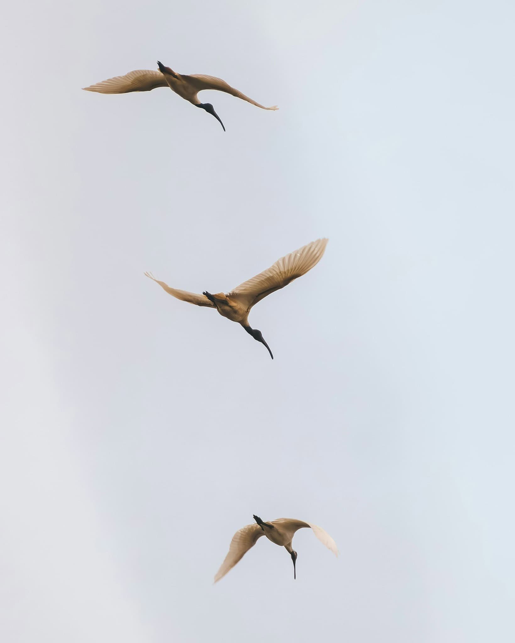 Three sandhill cranes flying in the sky