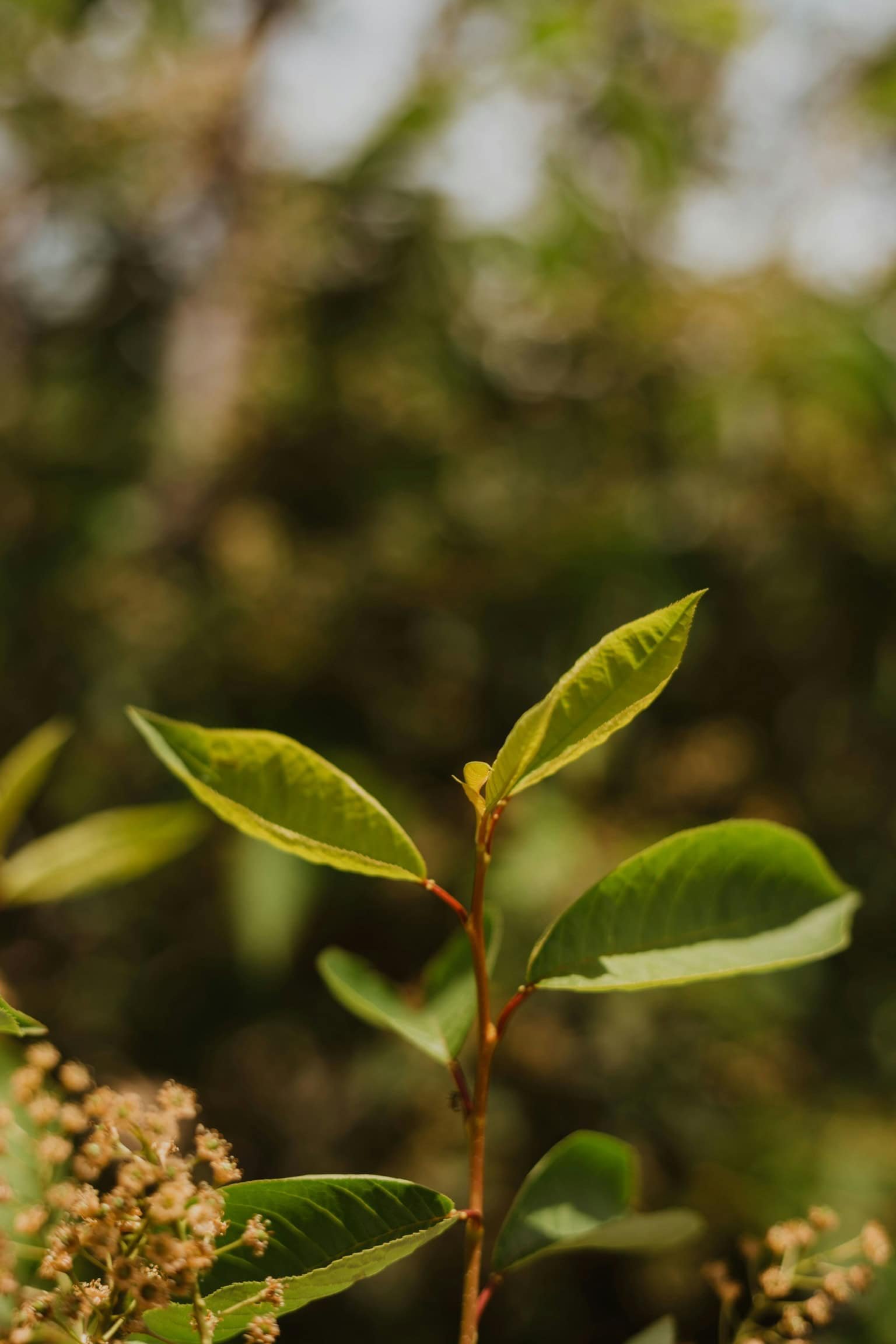 Close-up of green leaves on a plant with blurred background of tree branches and sky.